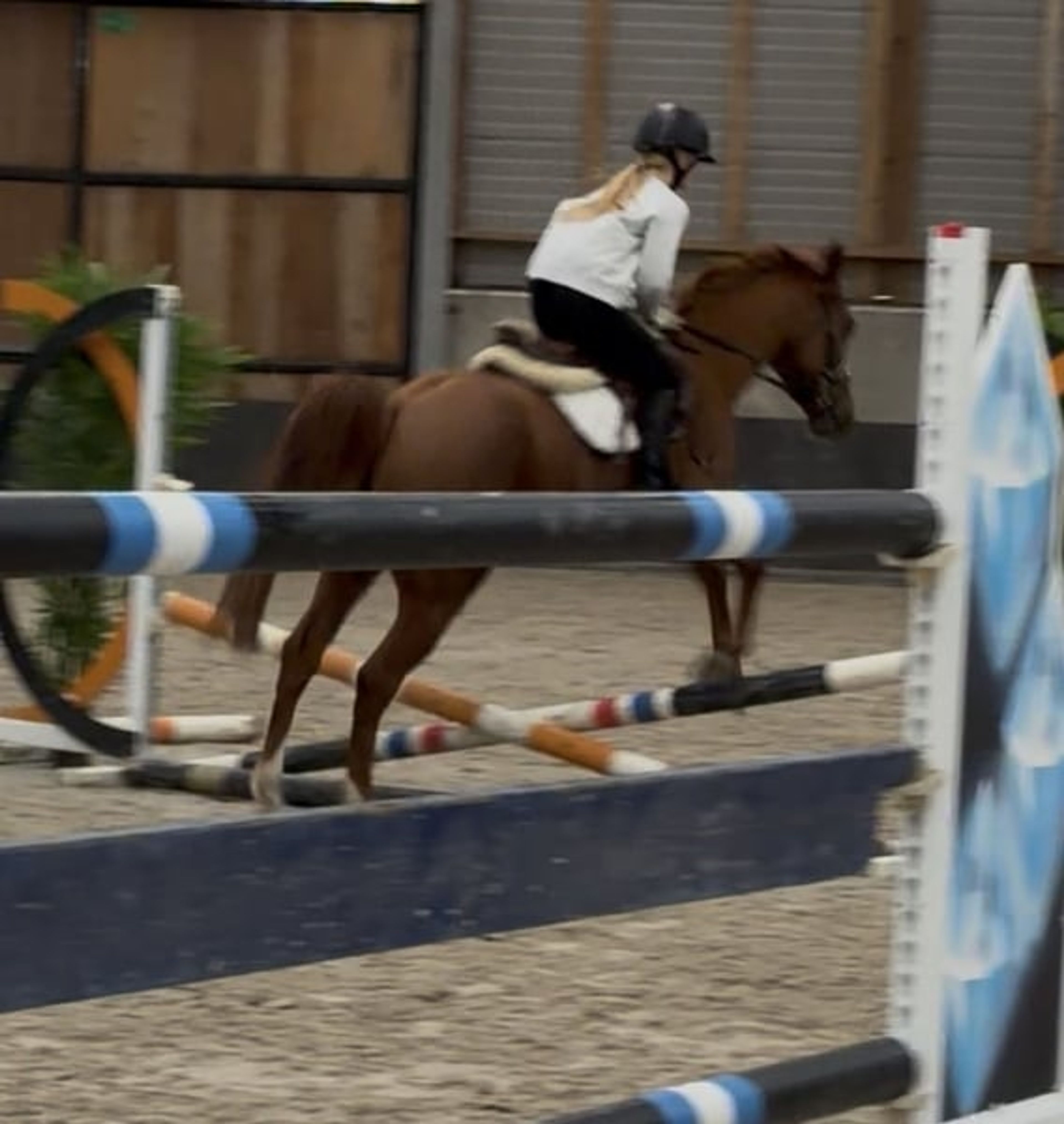 Great all-round leisure pony, very handsome! 😻 - Image 5