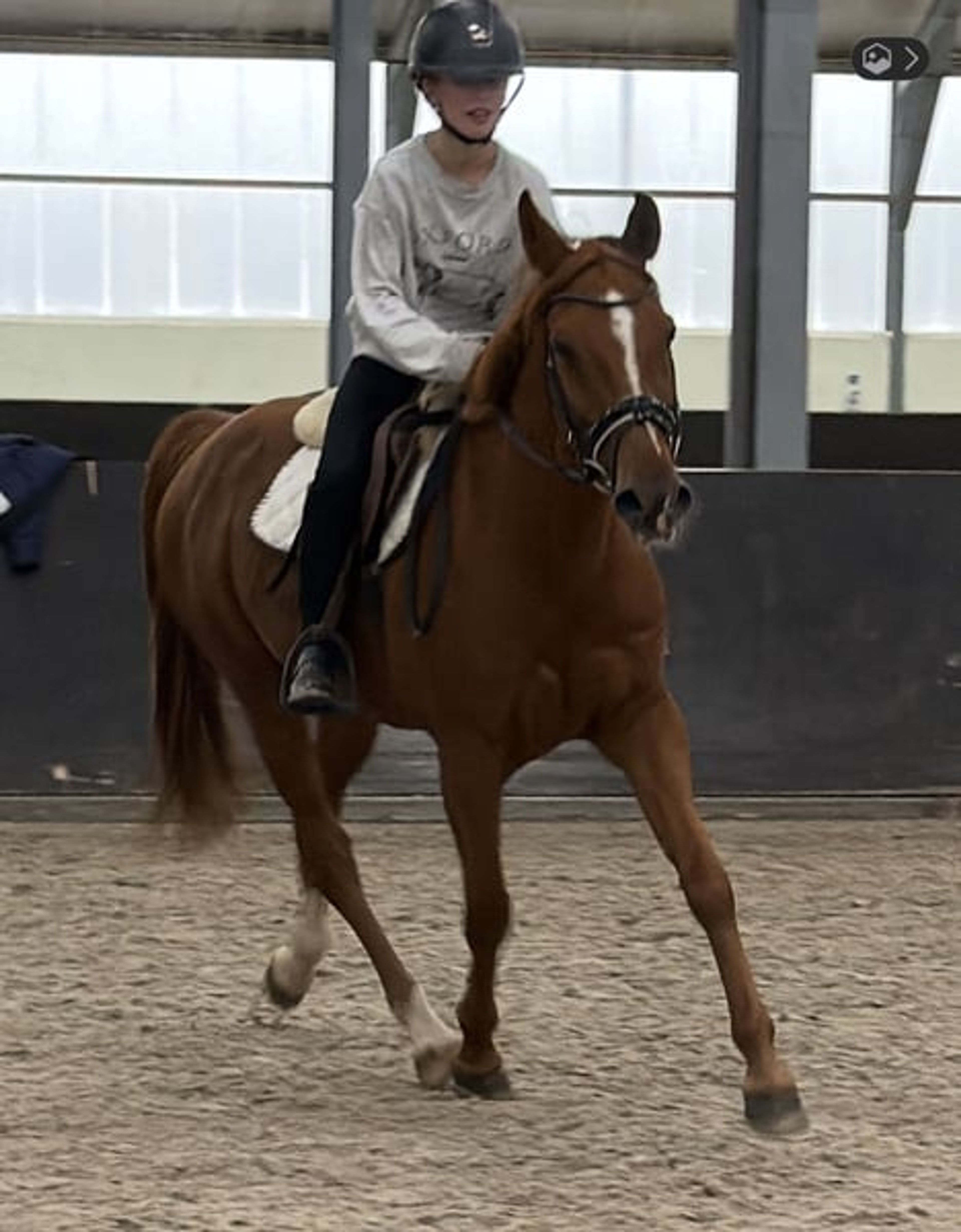 Great all-round leisure pony, very handsome! 😻 - Image 6