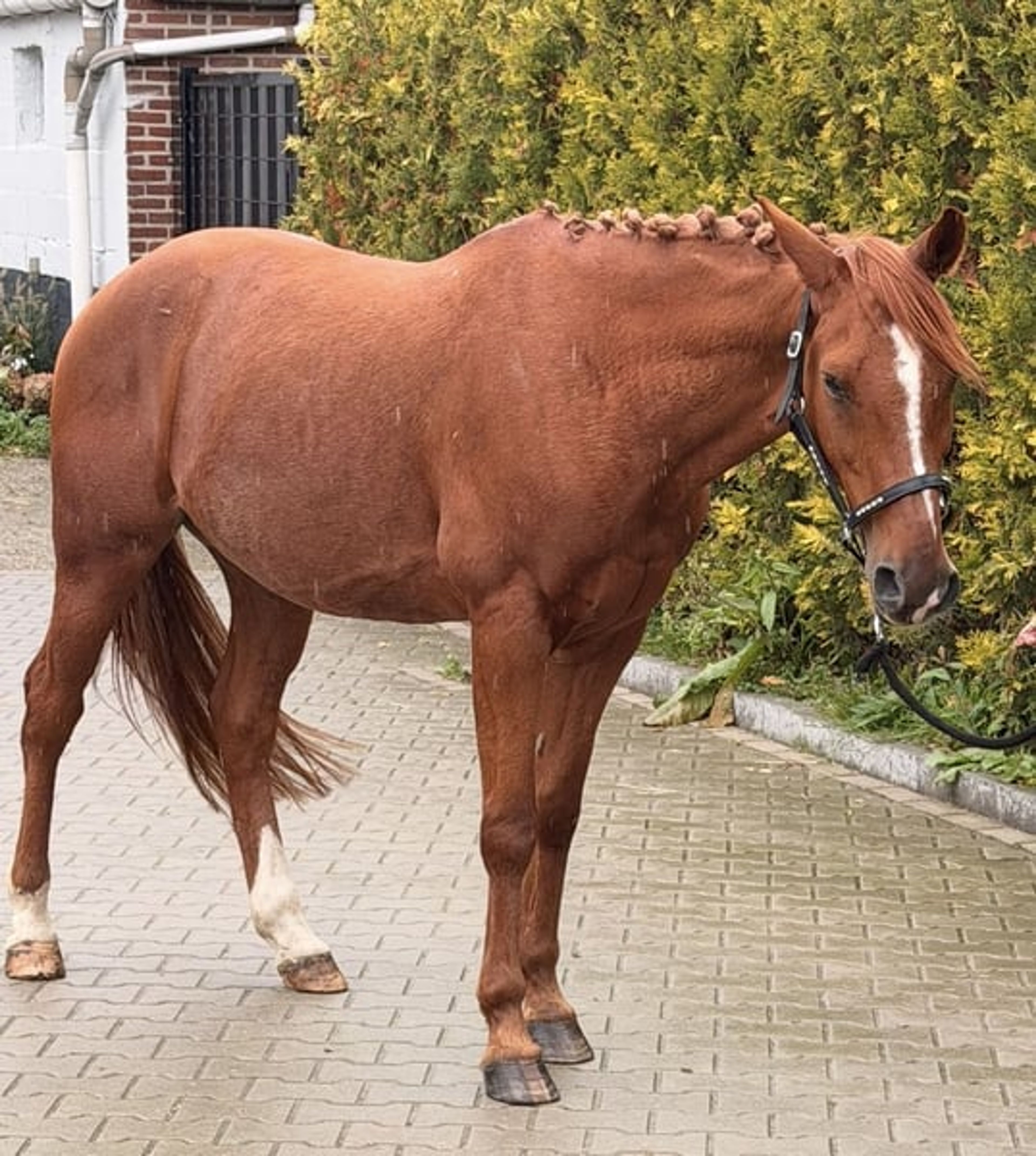 Great all-round leisure pony, very handsome! 😻 - Image 7