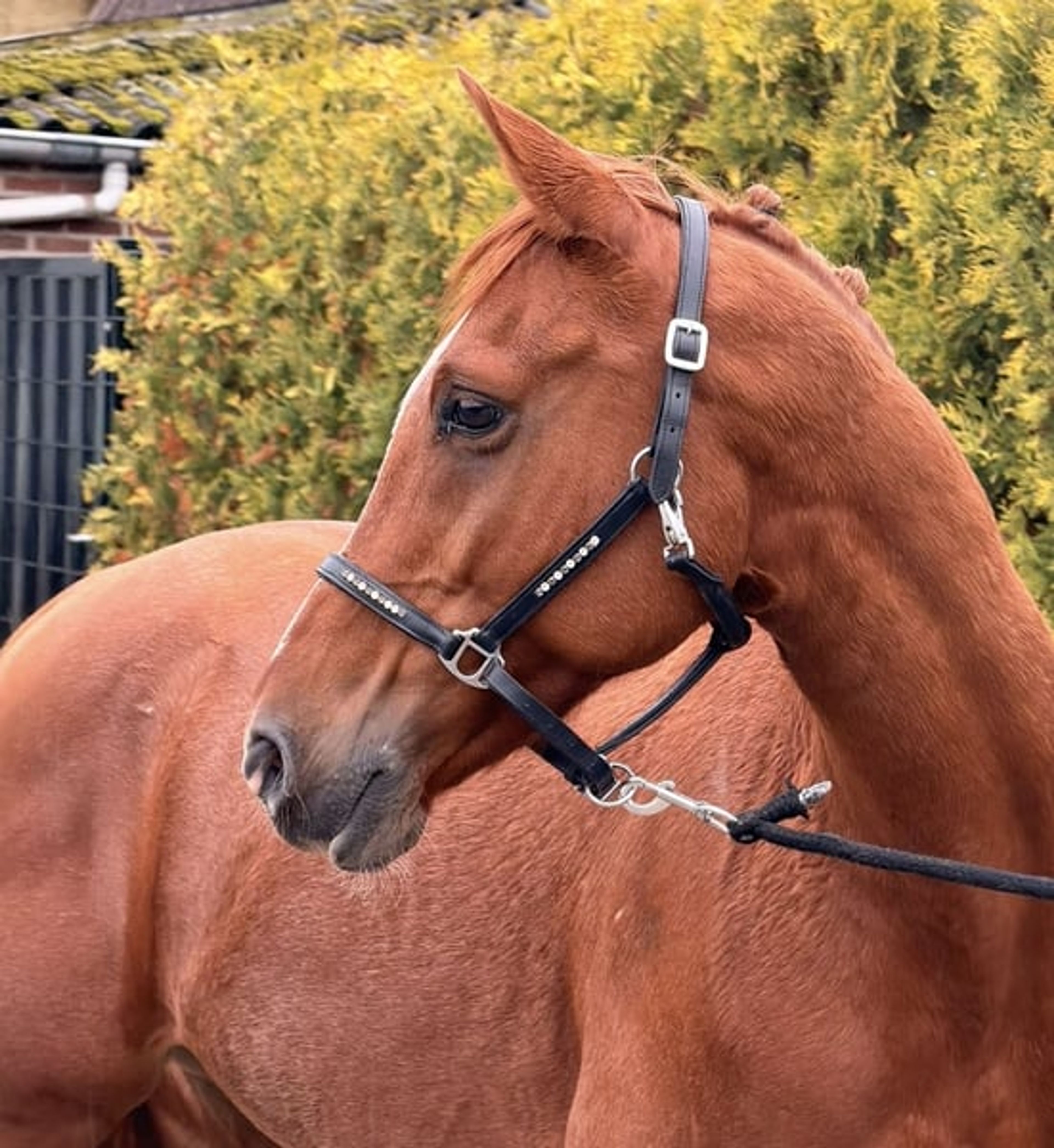 Great all-round leisure pony, very handsome! 😻 - Image 8