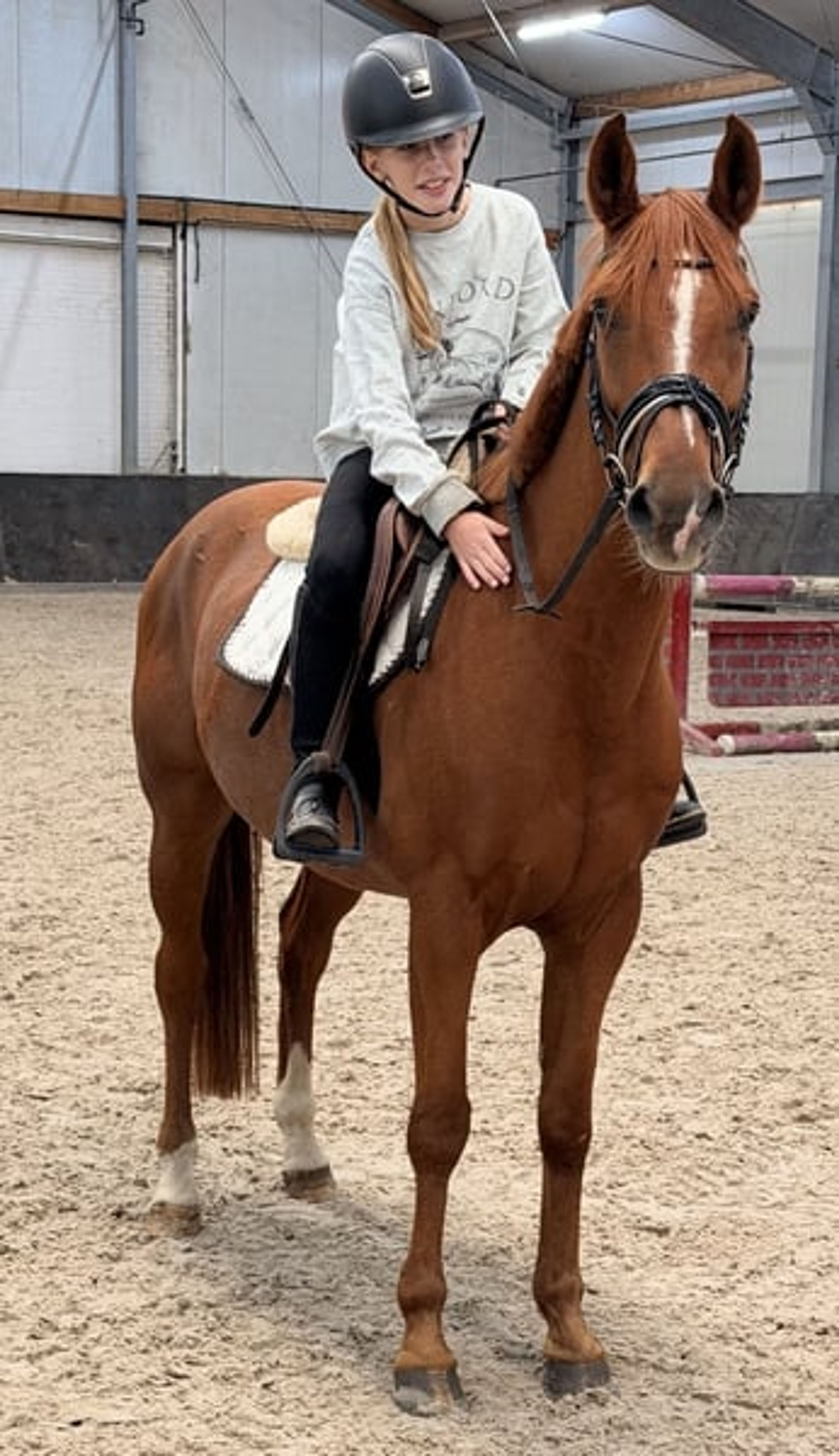 Great all-round leisure pony, very handsome! 😻 - Image 9
