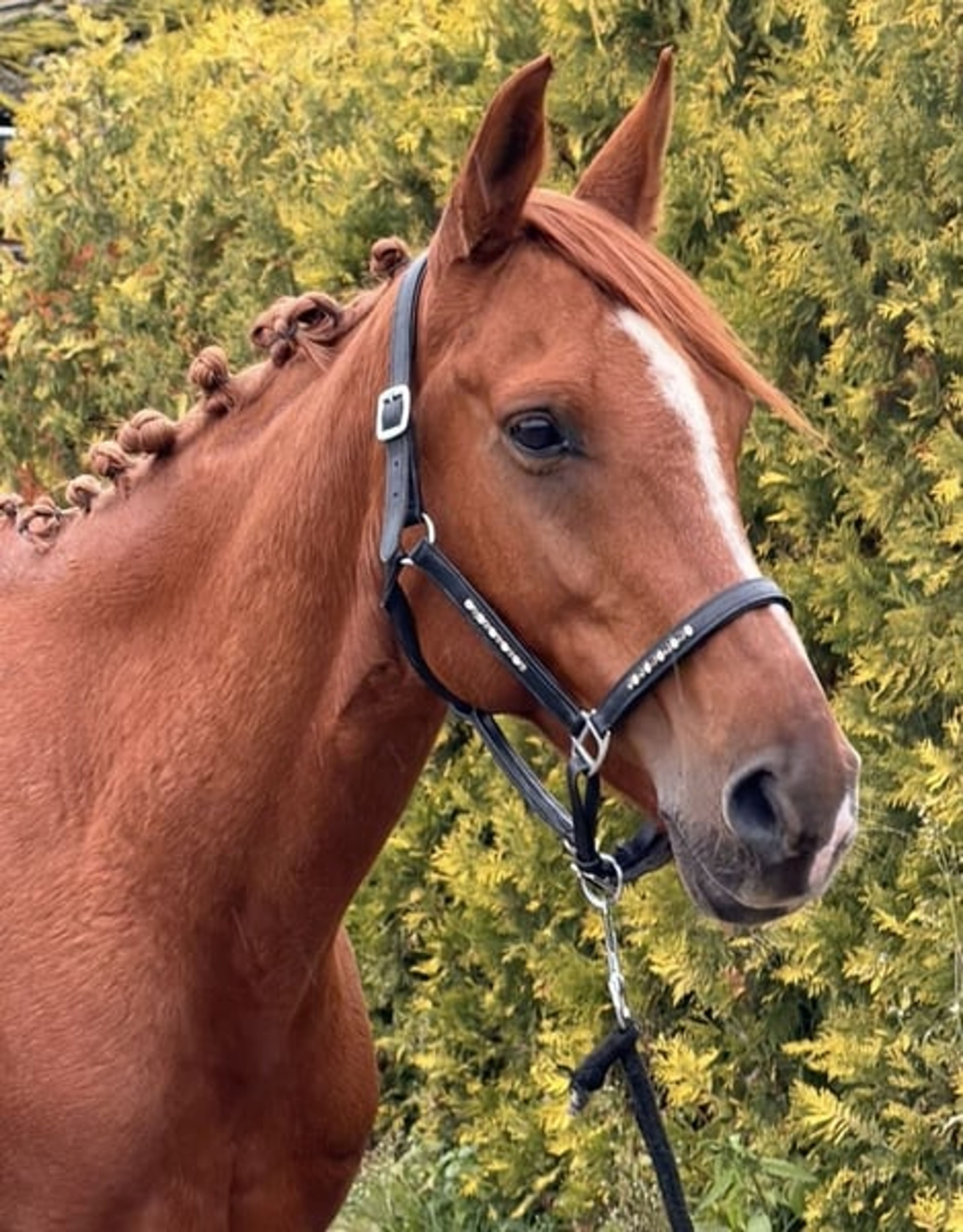 Great all-round leisure pony, very handsome! 😻 - Image 10