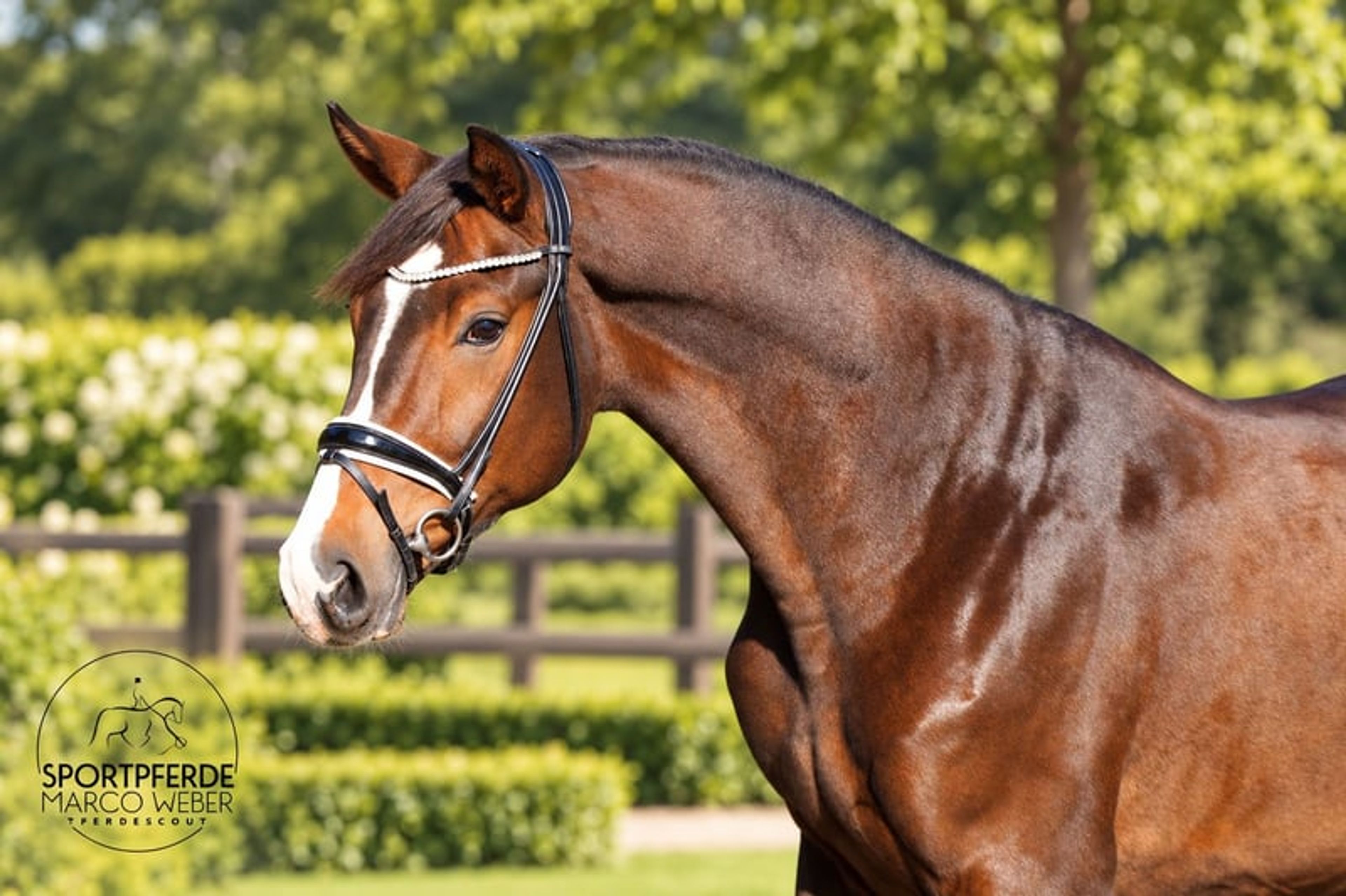 Dream gelding