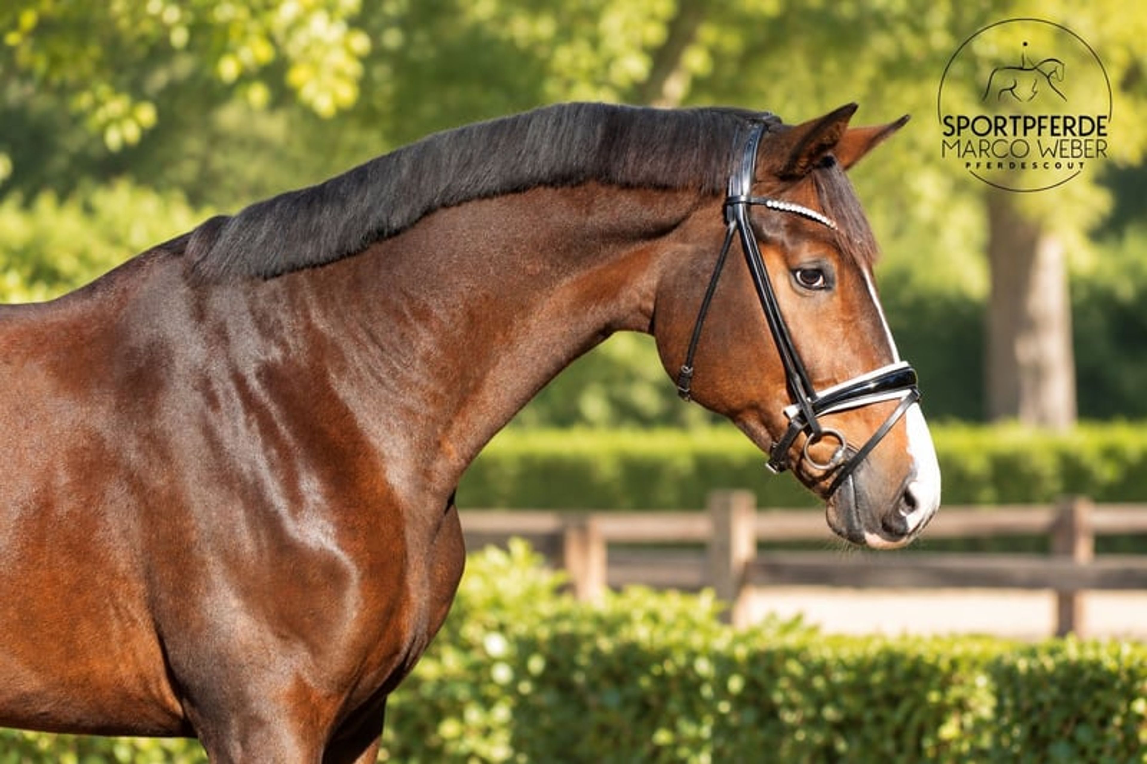 Dream gelding - Image 2