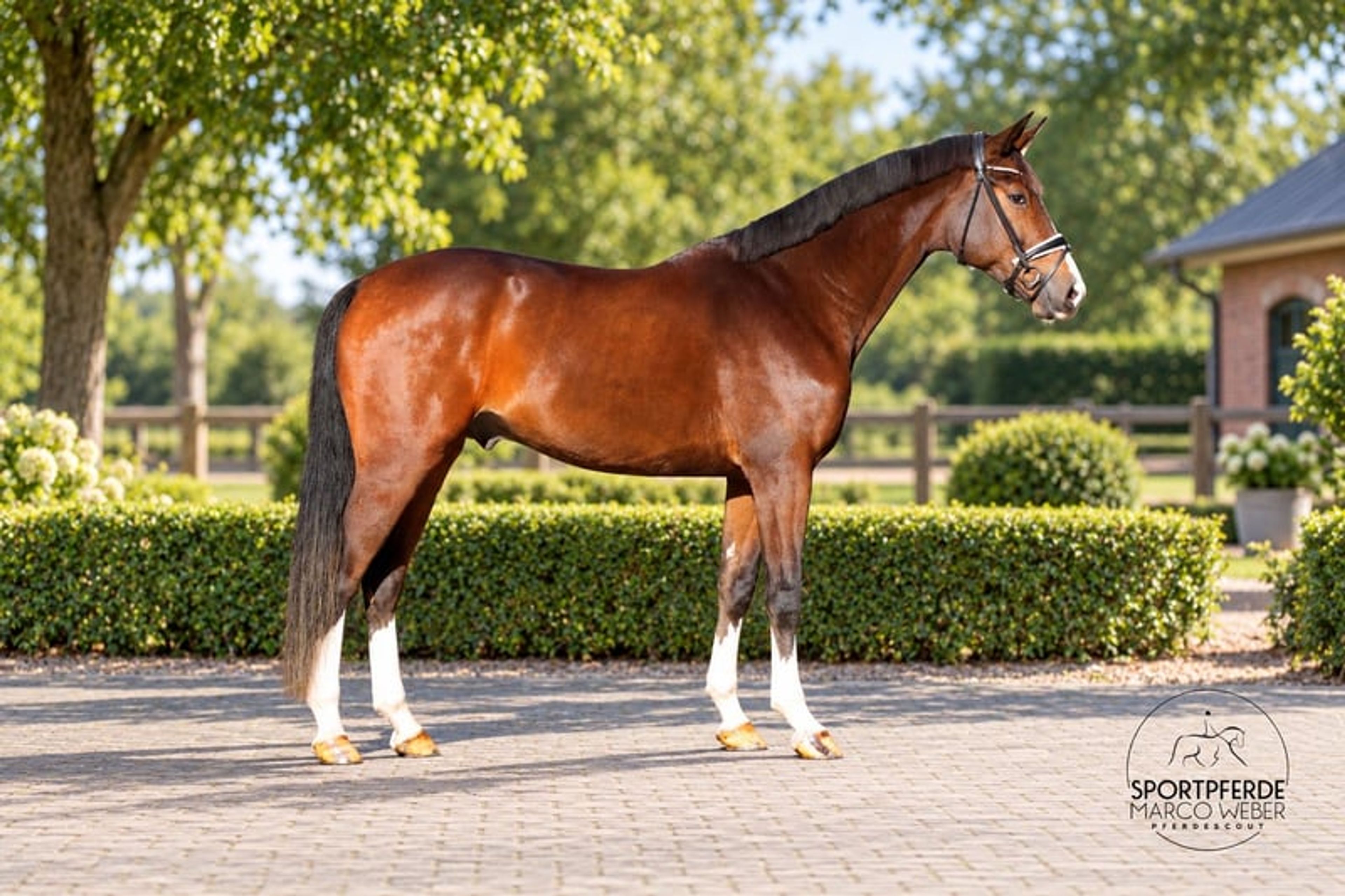Dream gelding - Image 3