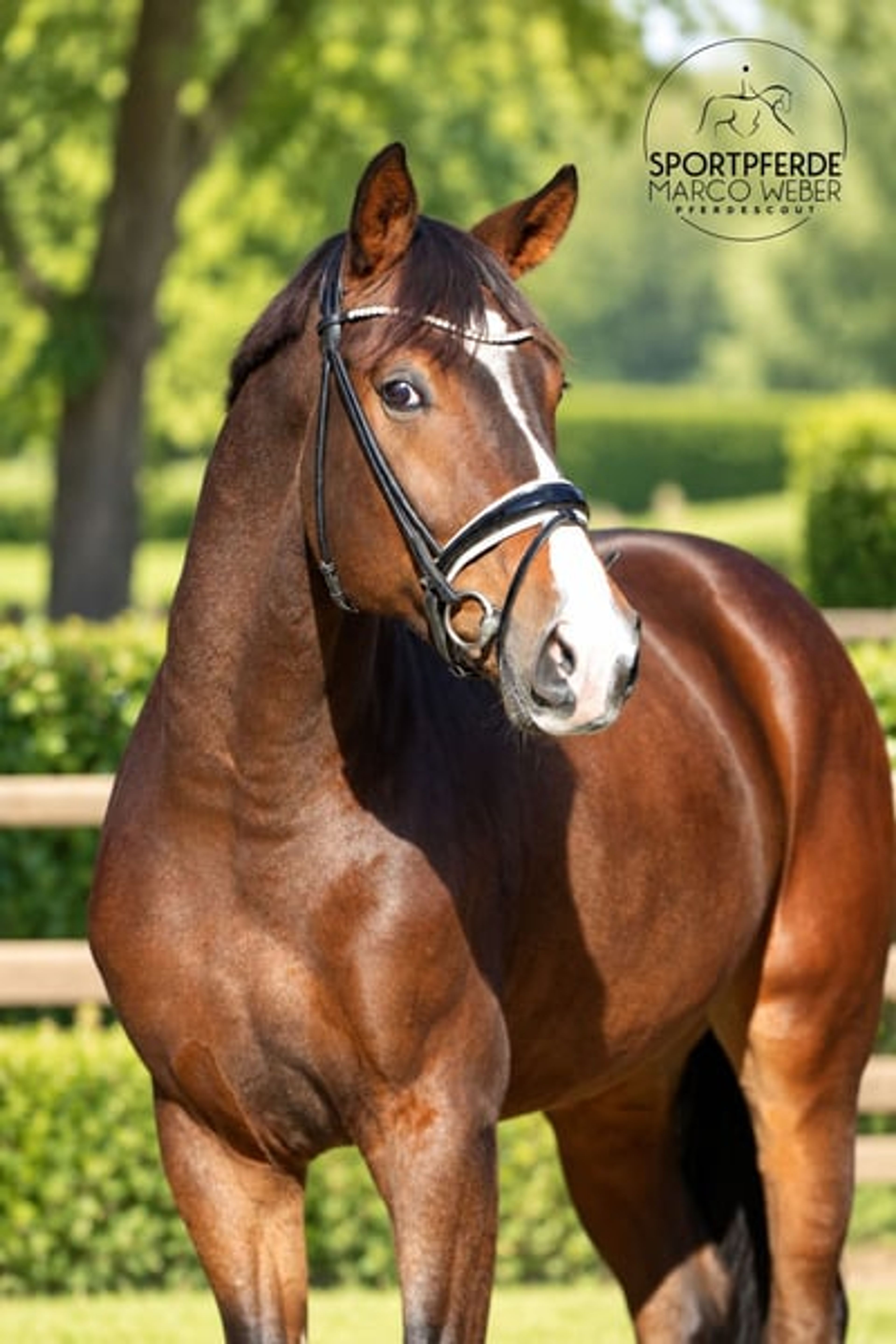 Dream gelding - Image 4