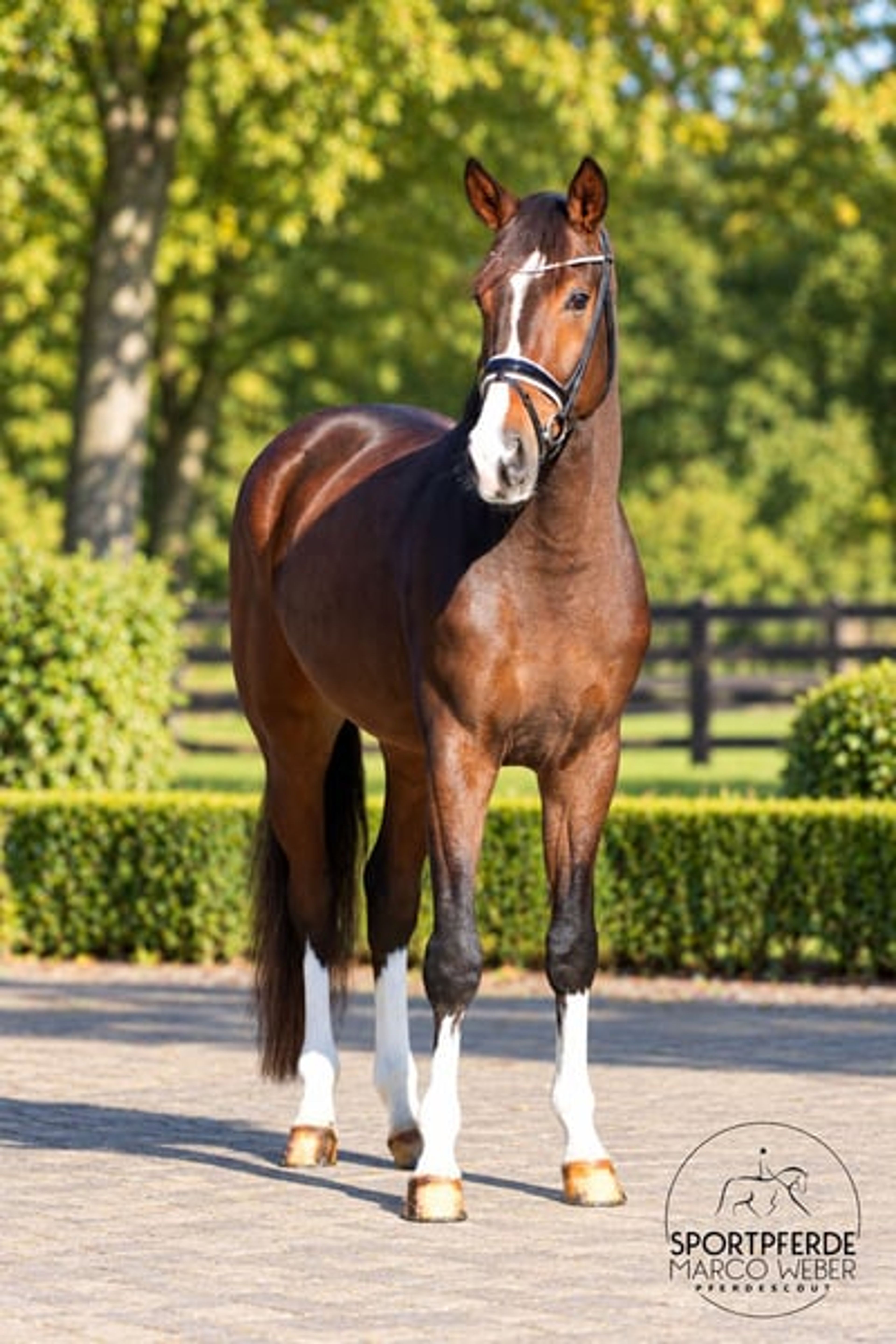 Dream gelding - Image 5