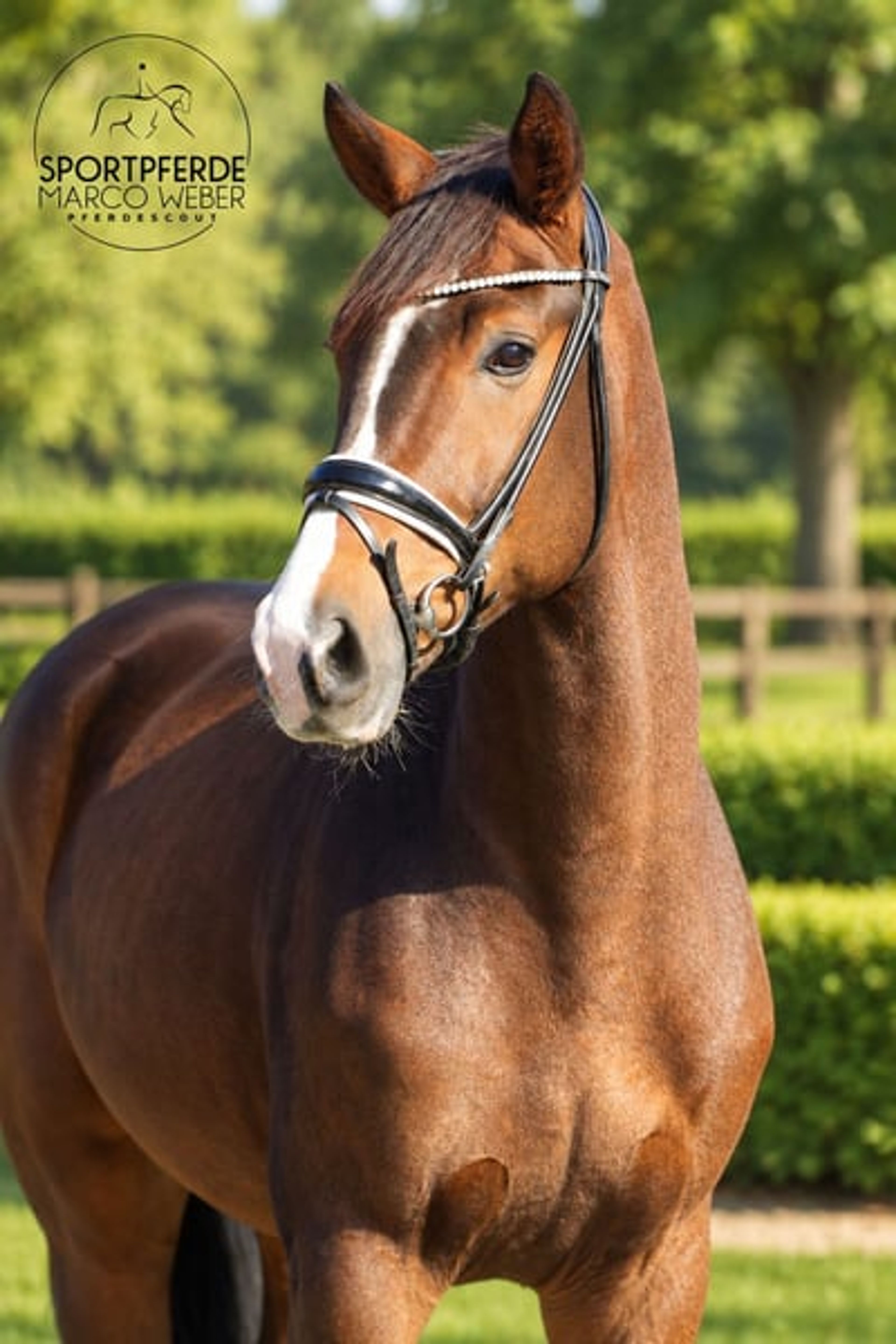 Dream gelding - Image 6