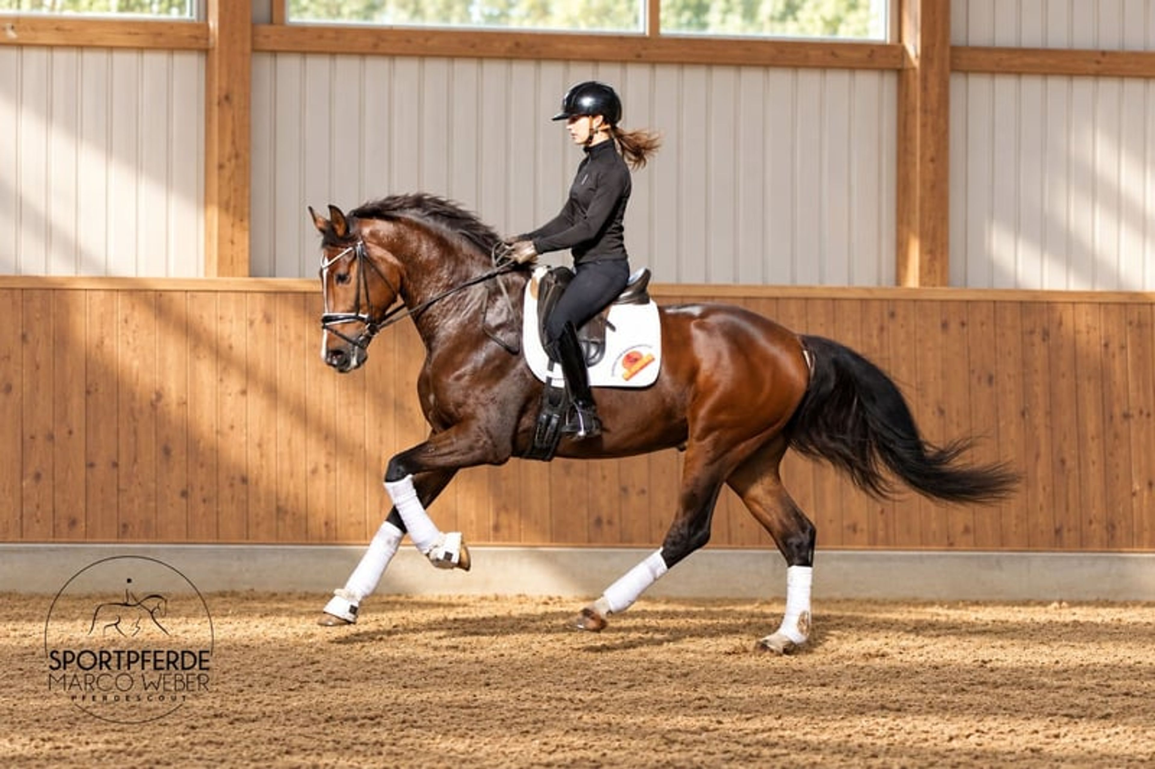 Dream gelding - Image 7