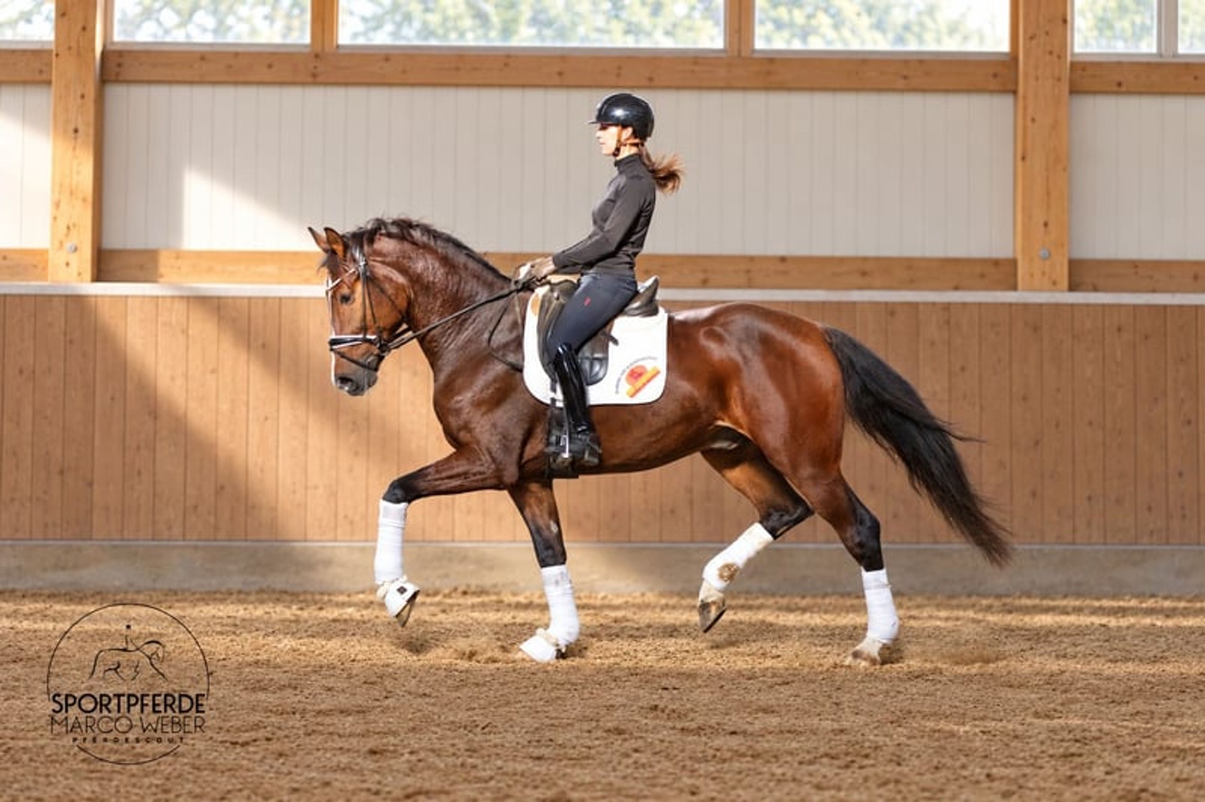 Dream gelding - Image 8