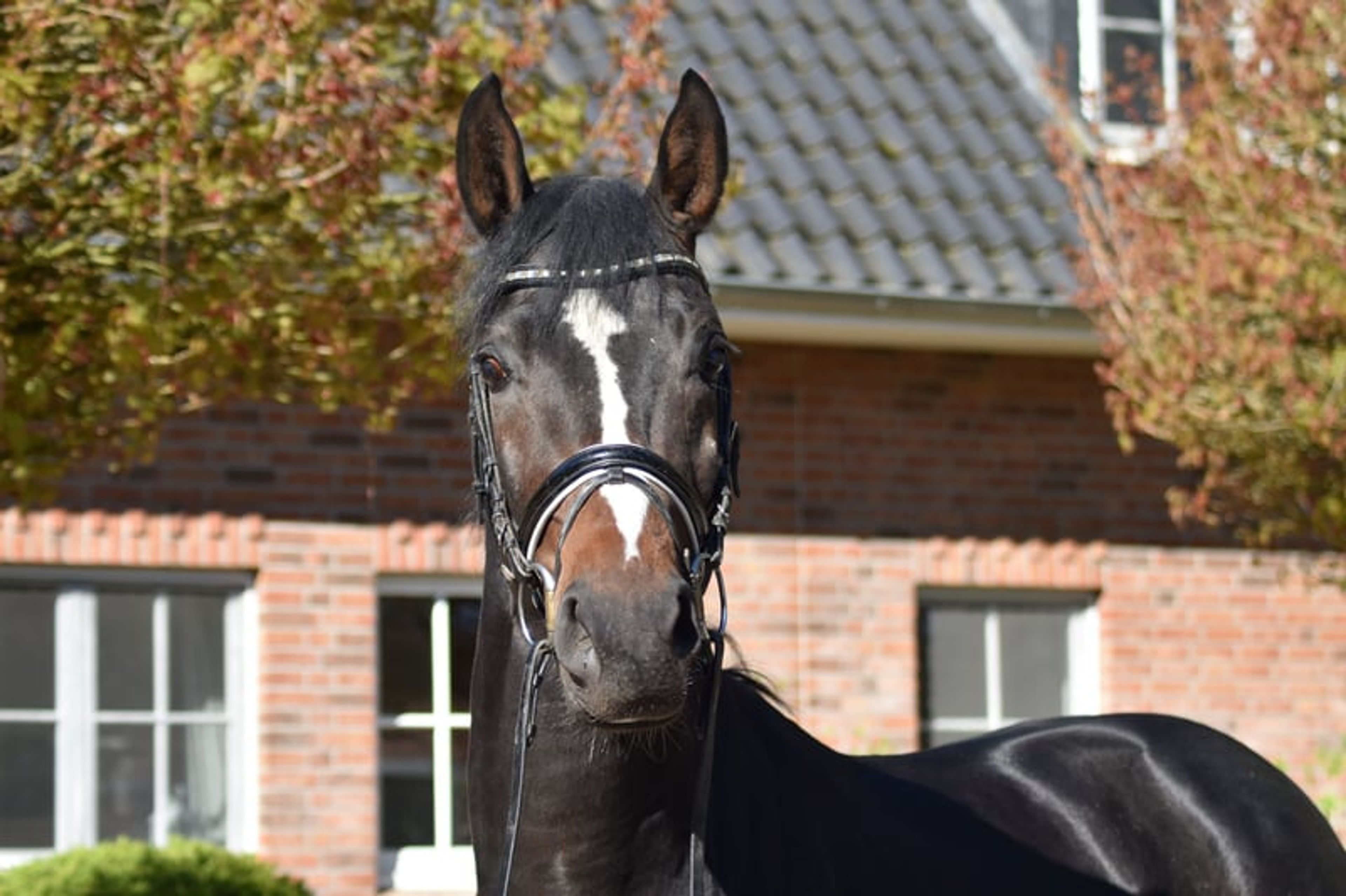 Handsome three-year-old stallion