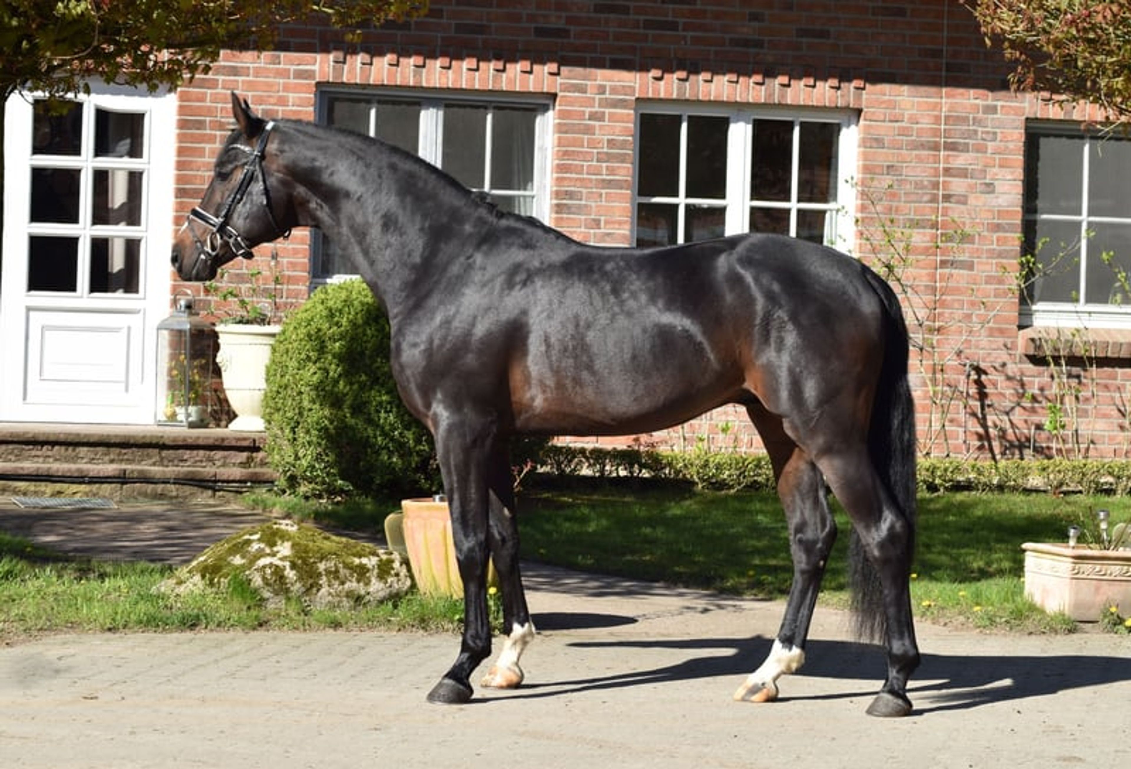 Handsome three-year-old stallion - Image 2