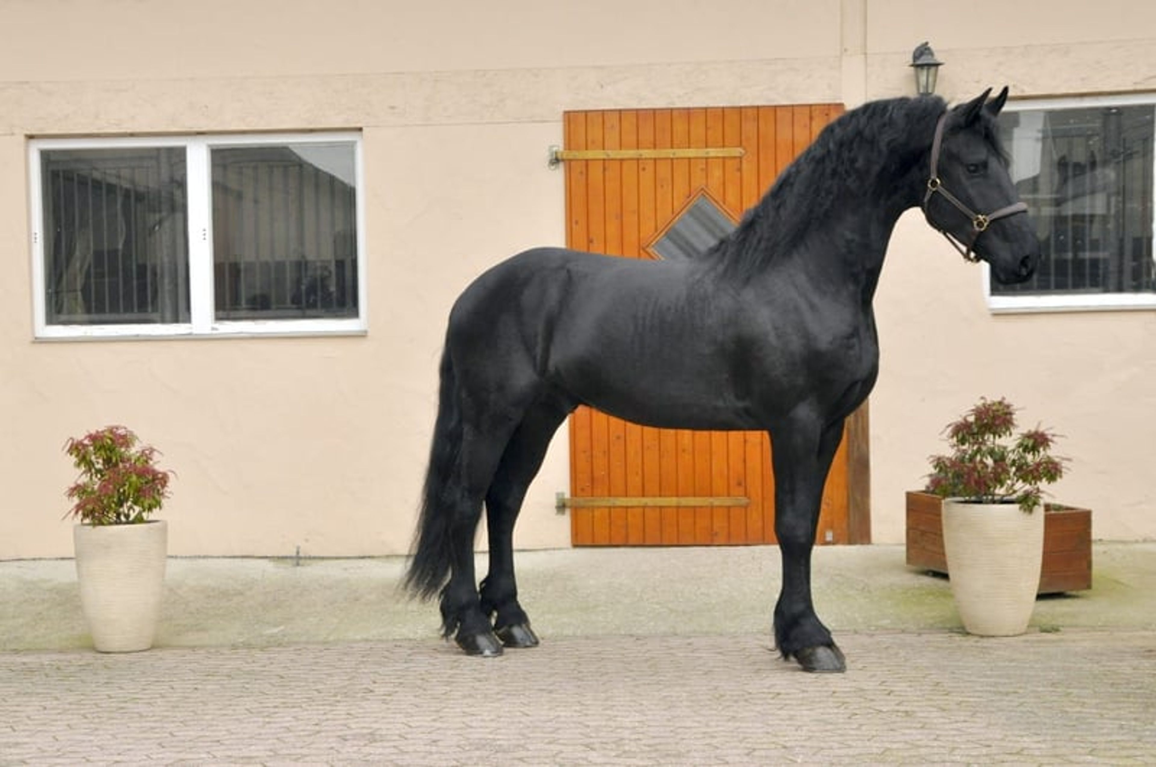 VERY KIND FRIESIAN GELDING!!