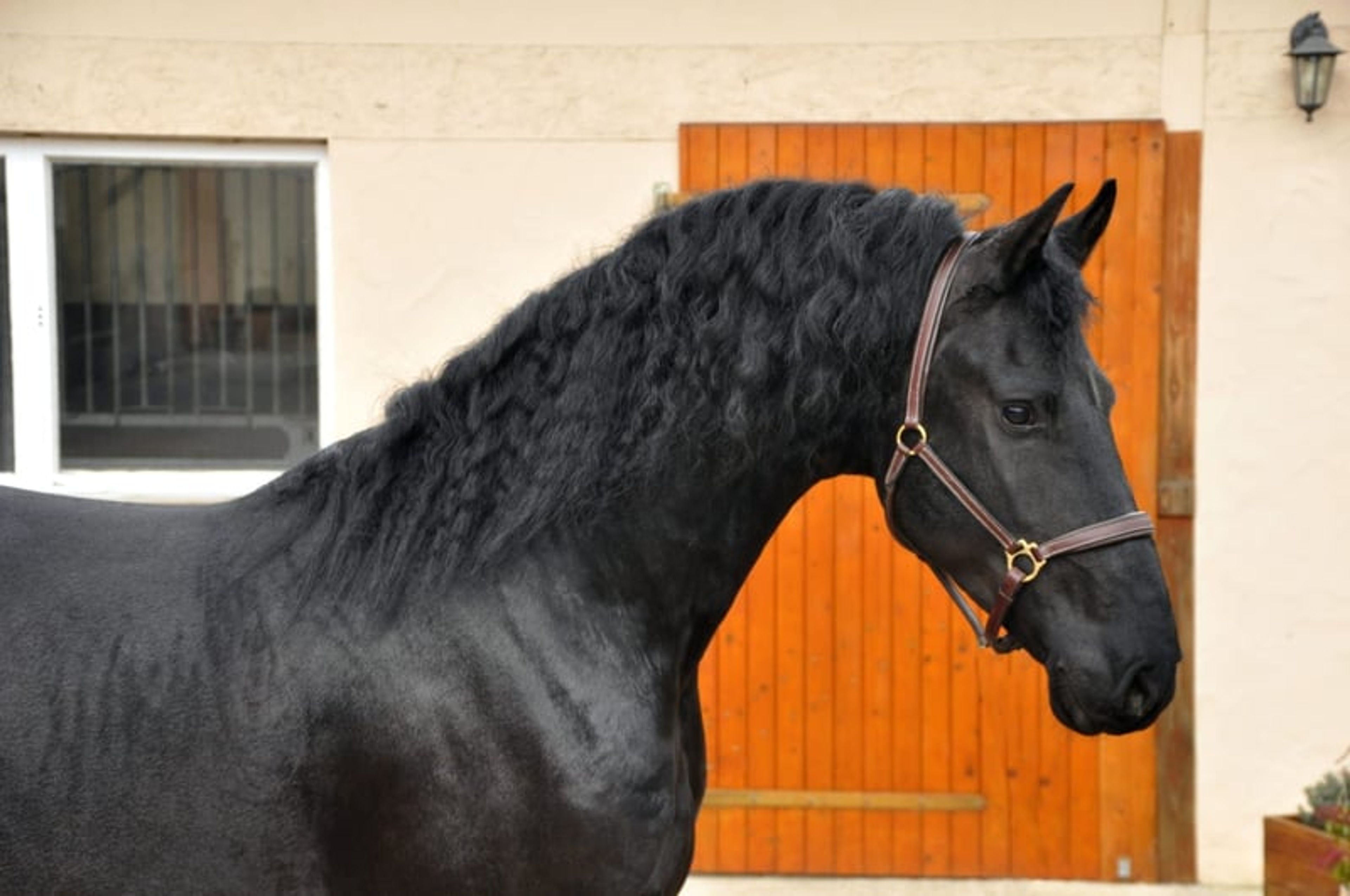 VERY KIND FRIESIAN GELDING!! - Image 2