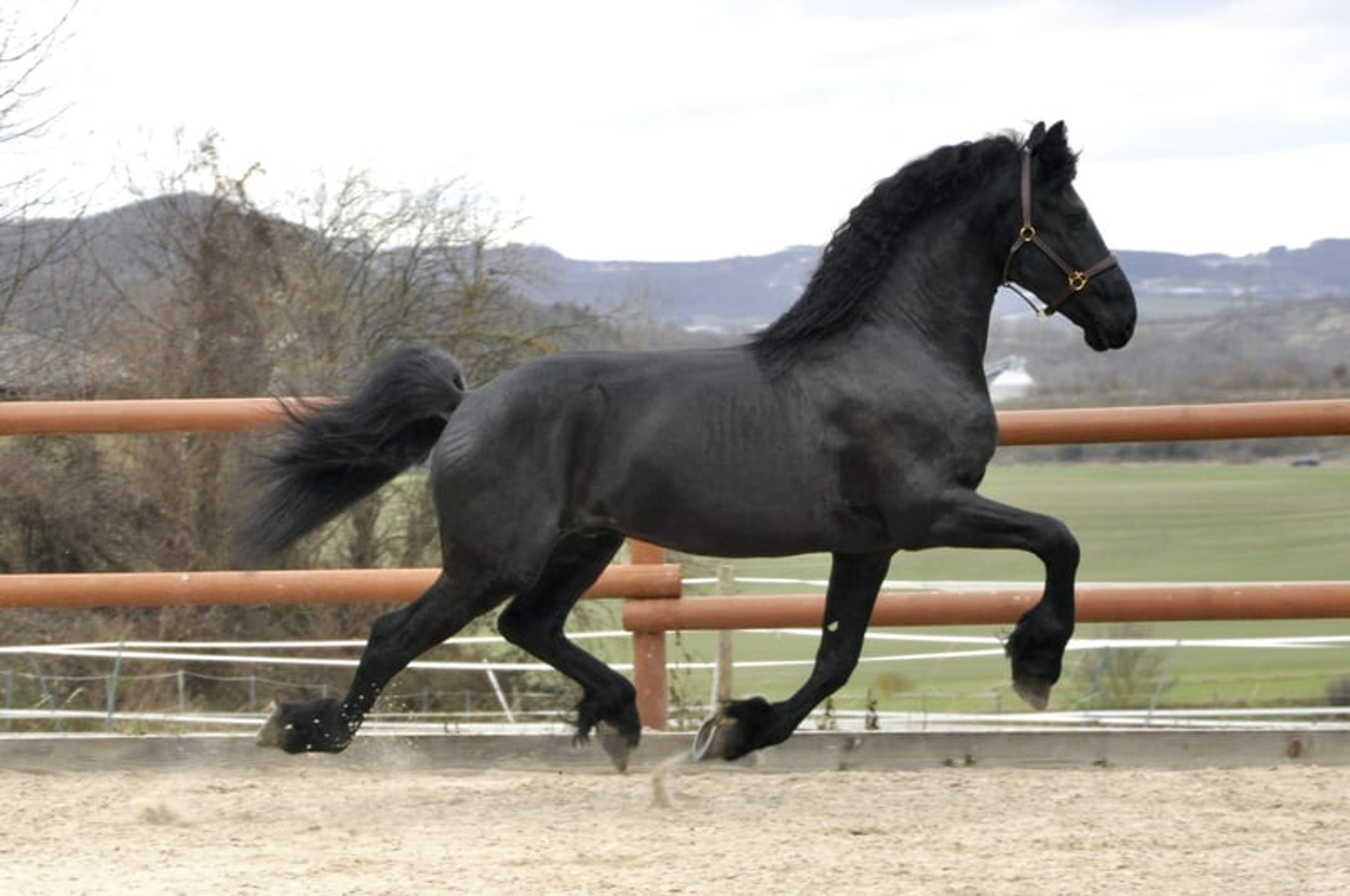 VERY KIND FRIESIAN GELDING!! - Image 3