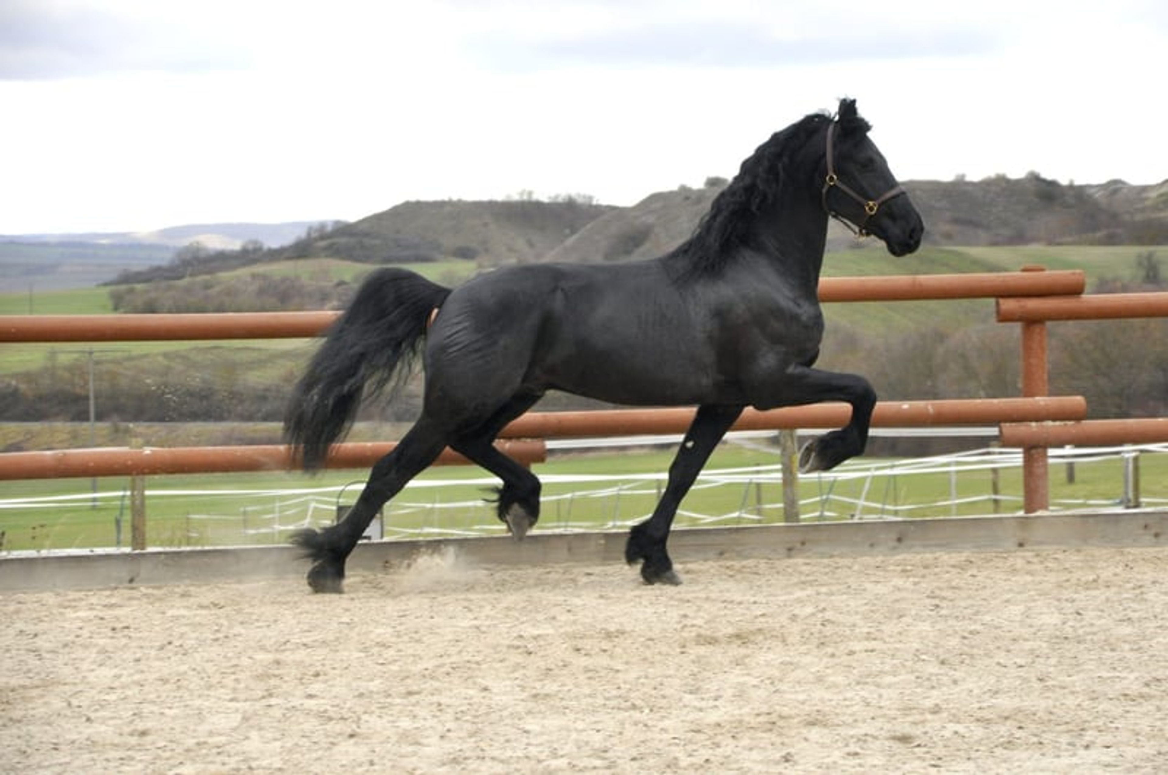 VERY KIND FRIESIAN GELDING!! - Image 4