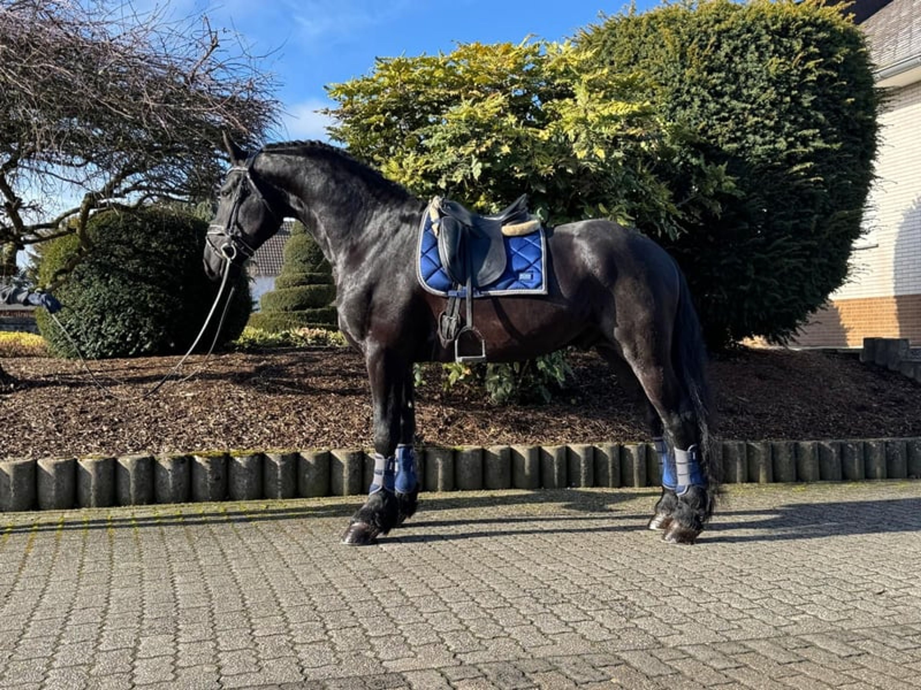 VERY KIND FRIESIAN GELDING!! - Image 5
