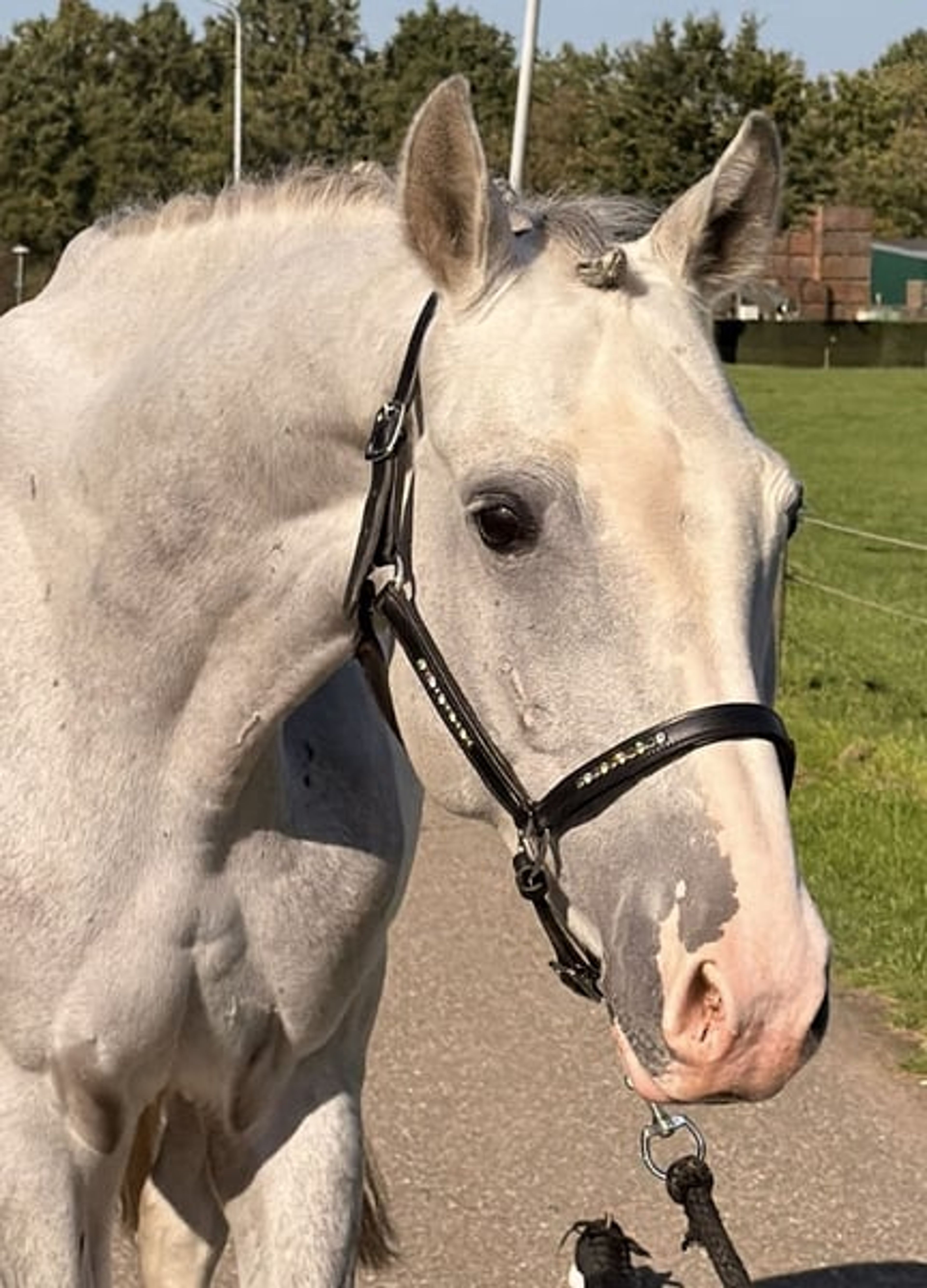 Family Horse and Show-Jumping Self-Starter – ALWAYS JUMPS 🐴