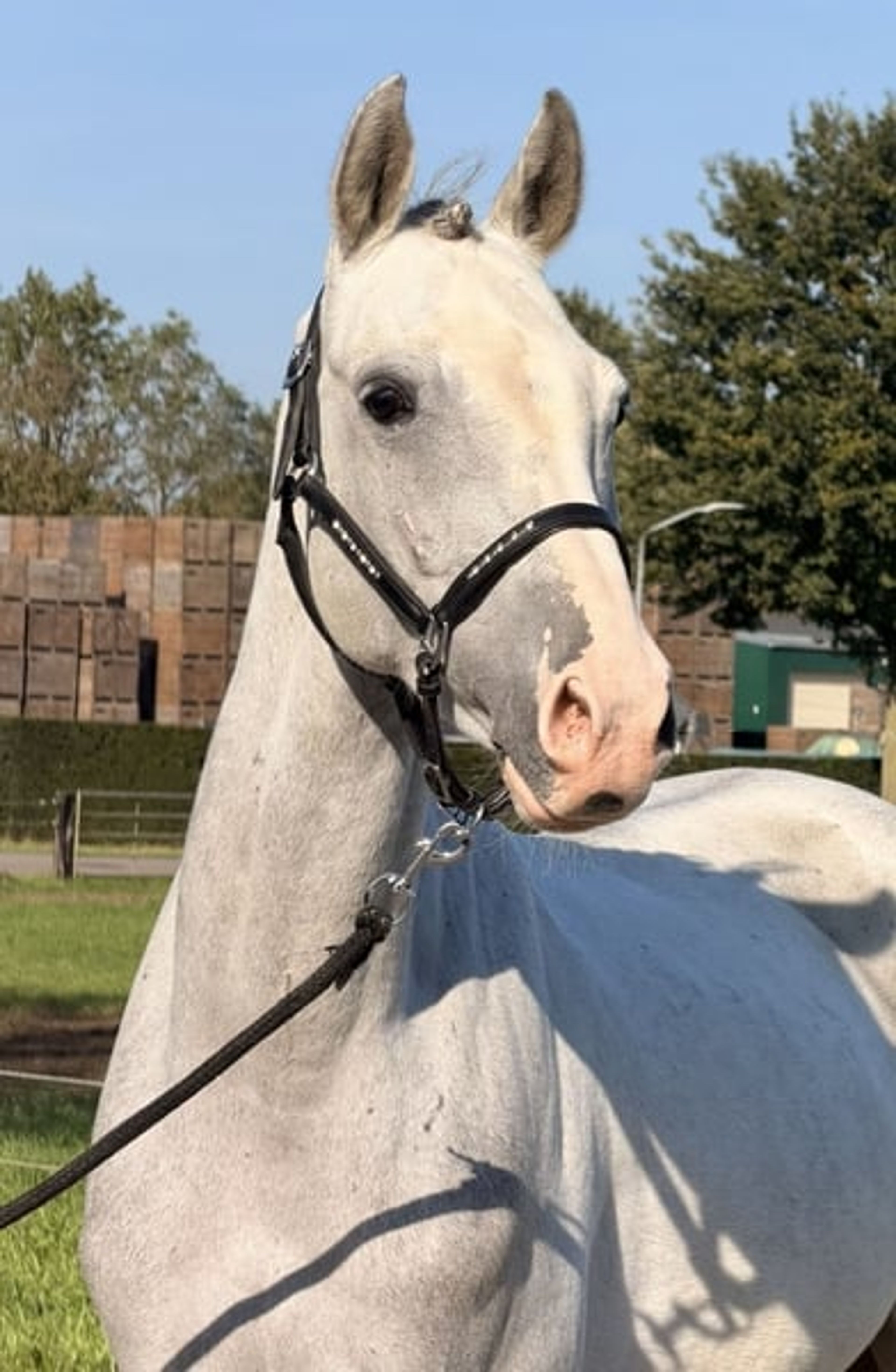Family Horse and Show-Jumping Self-Starter – ALWAYS JUMPS 🐴 - Image 3