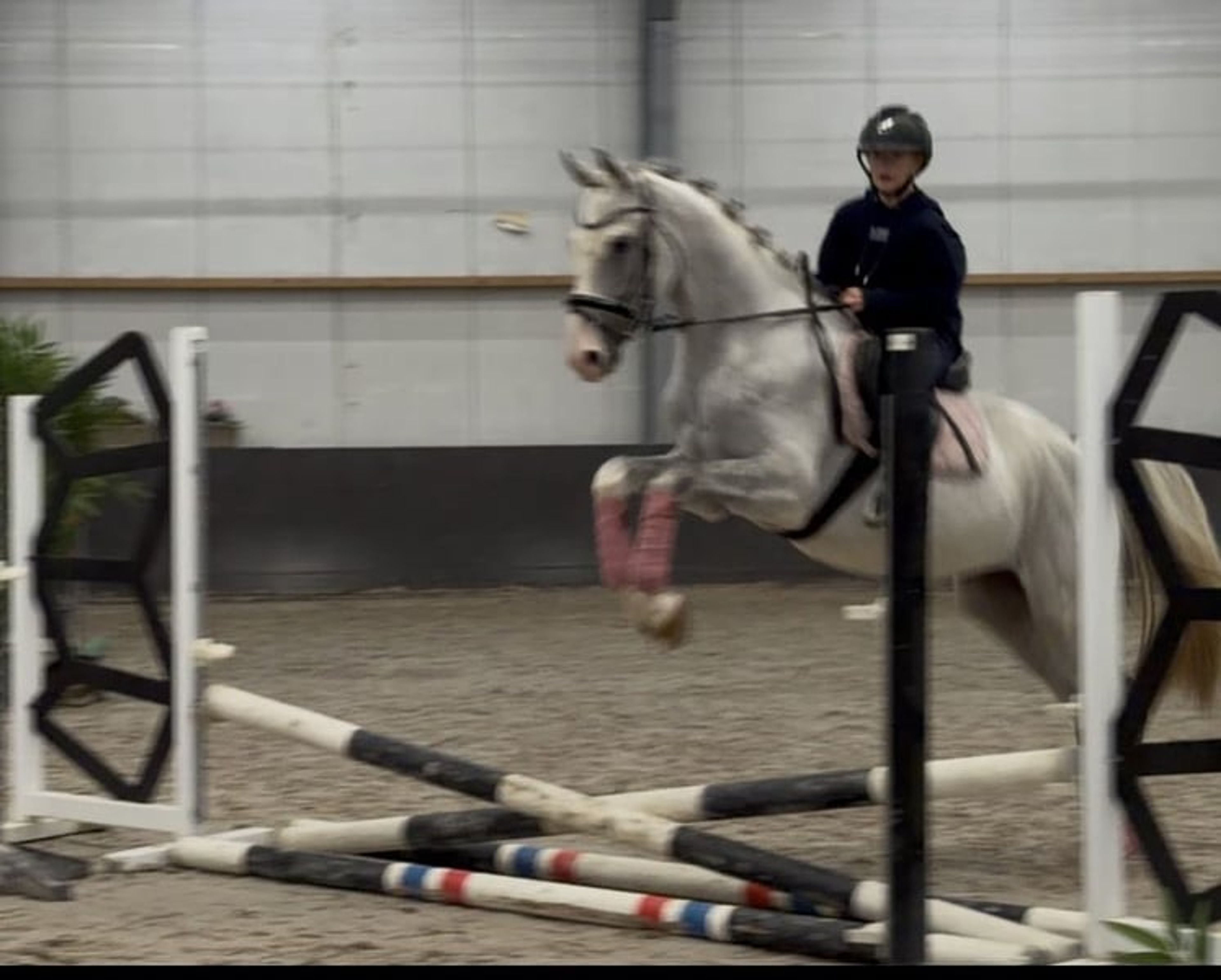 Family Horse and Show-Jumping Self-Starter – ALWAYS JUMPS 🐴 - Image 5