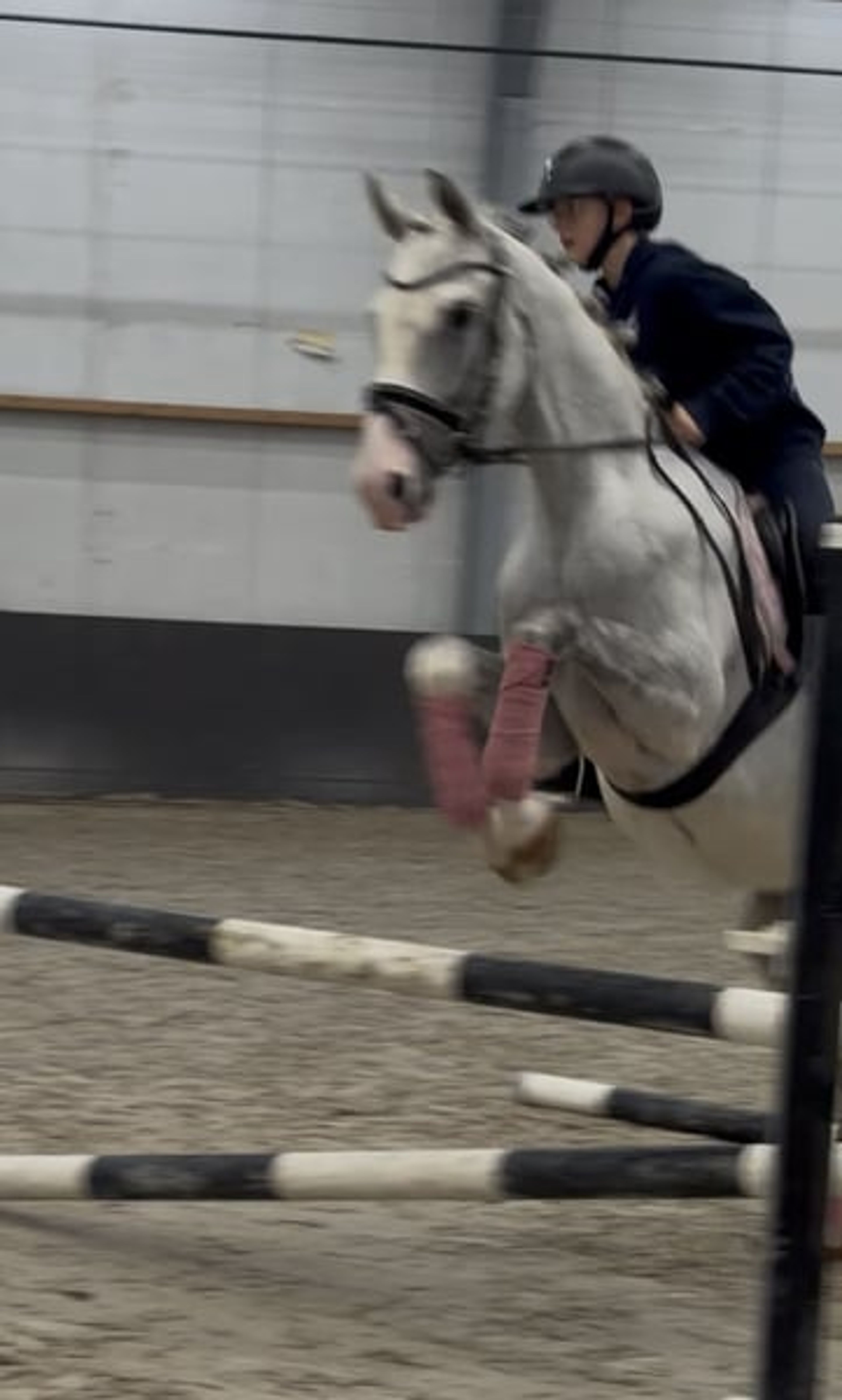Family Horse and Show-Jumping Self-Starter – ALWAYS JUMPS 🐴 - Image 6