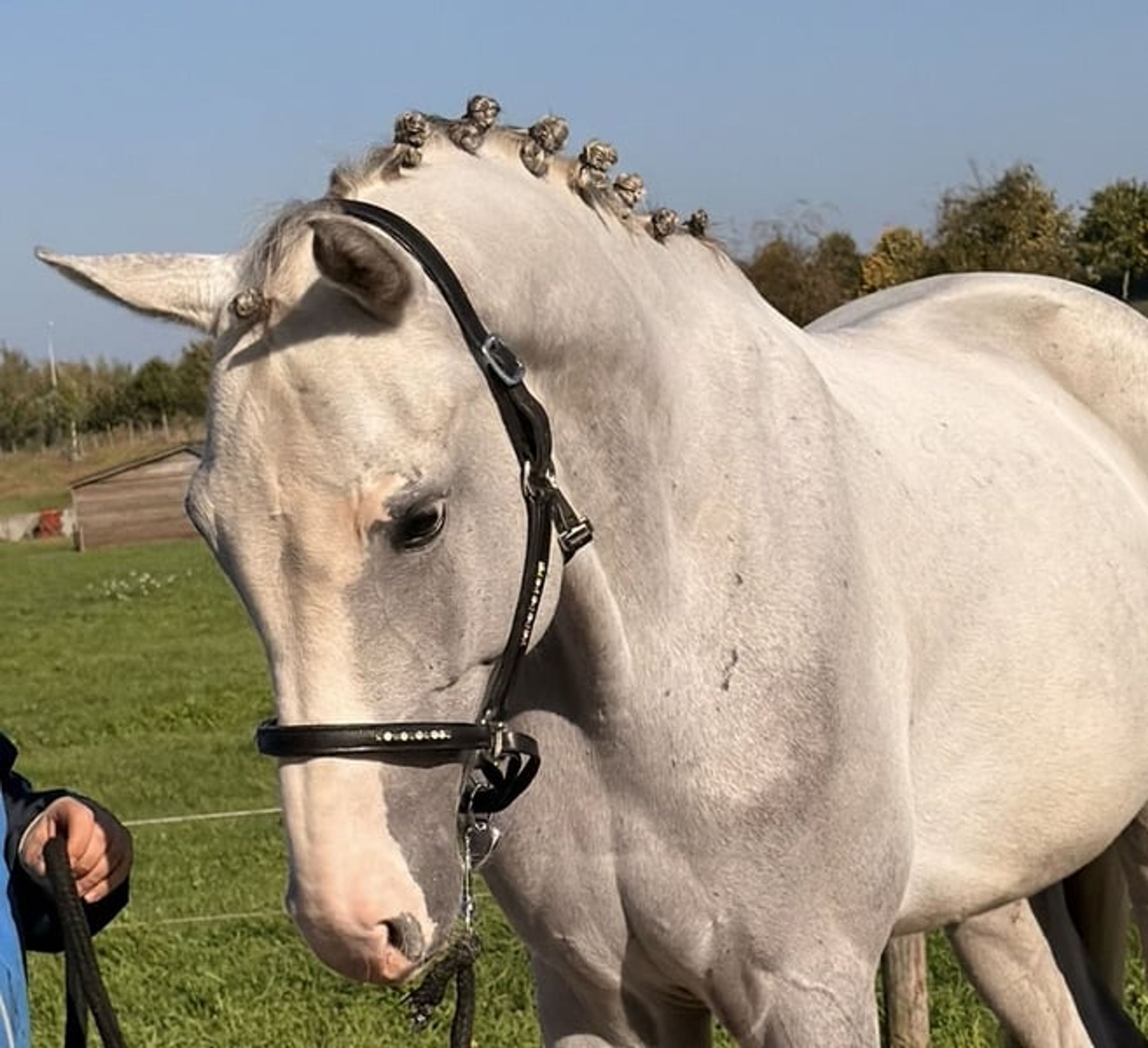 Family Horse and Show-Jumping Self-Starter – ALWAYS JUMPS 🐴 - Image 8