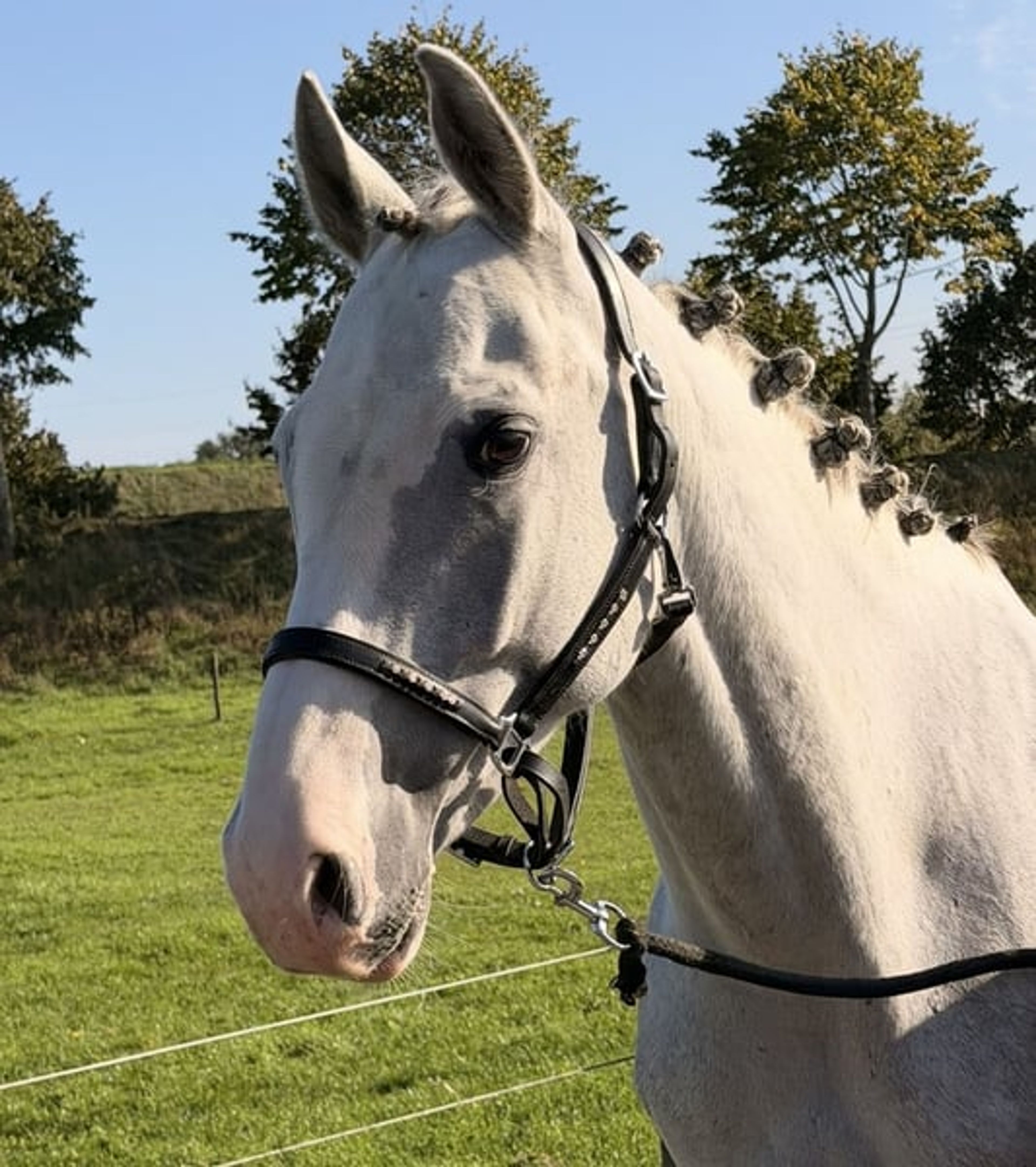 Family Horse and Show-Jumping Self-Starter – ALWAYS JUMPS 🐴 - Image 9