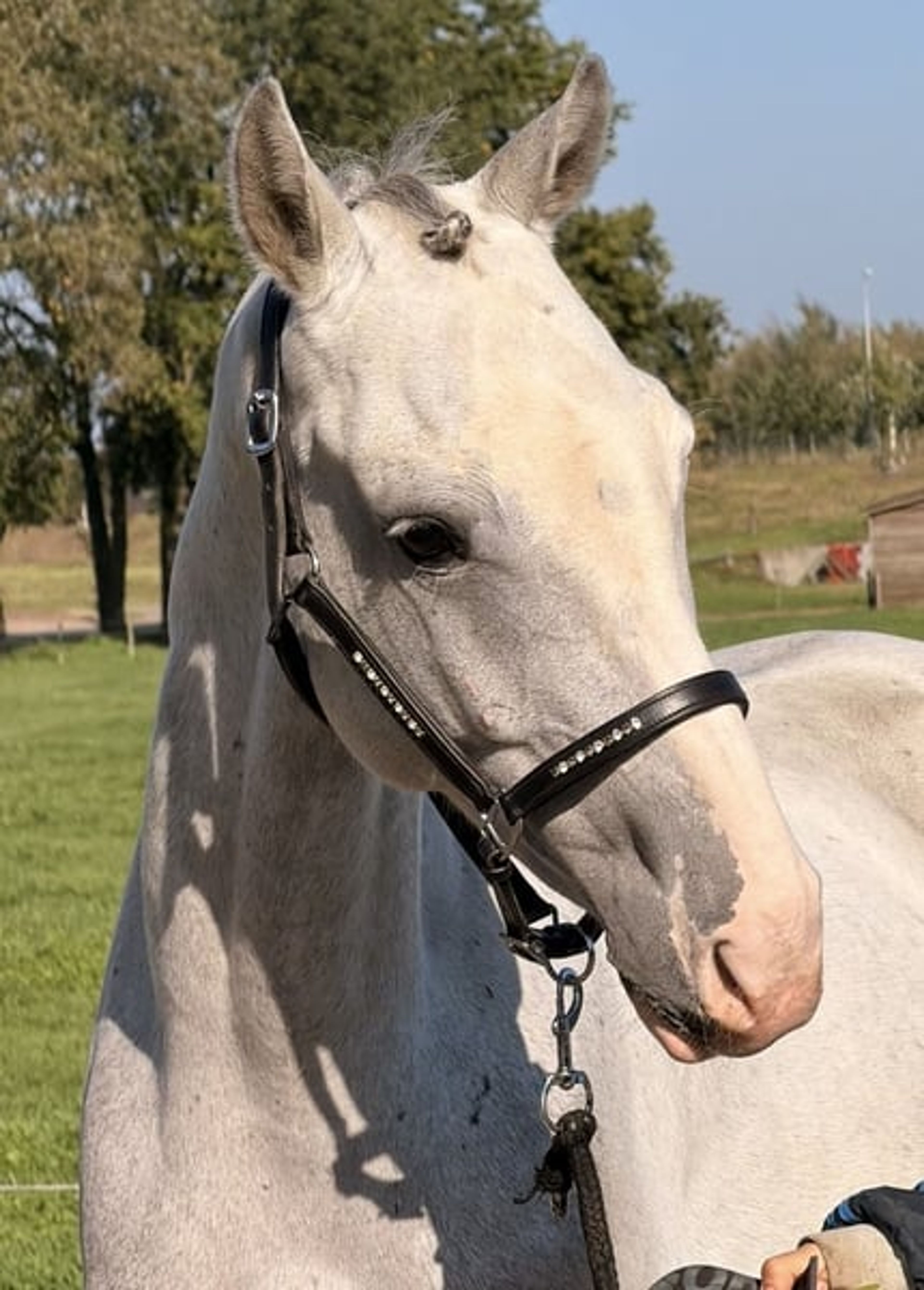 Family Horse and Show-Jumping Self-Starter – ALWAYS JUMPS 🐴 - Image 10