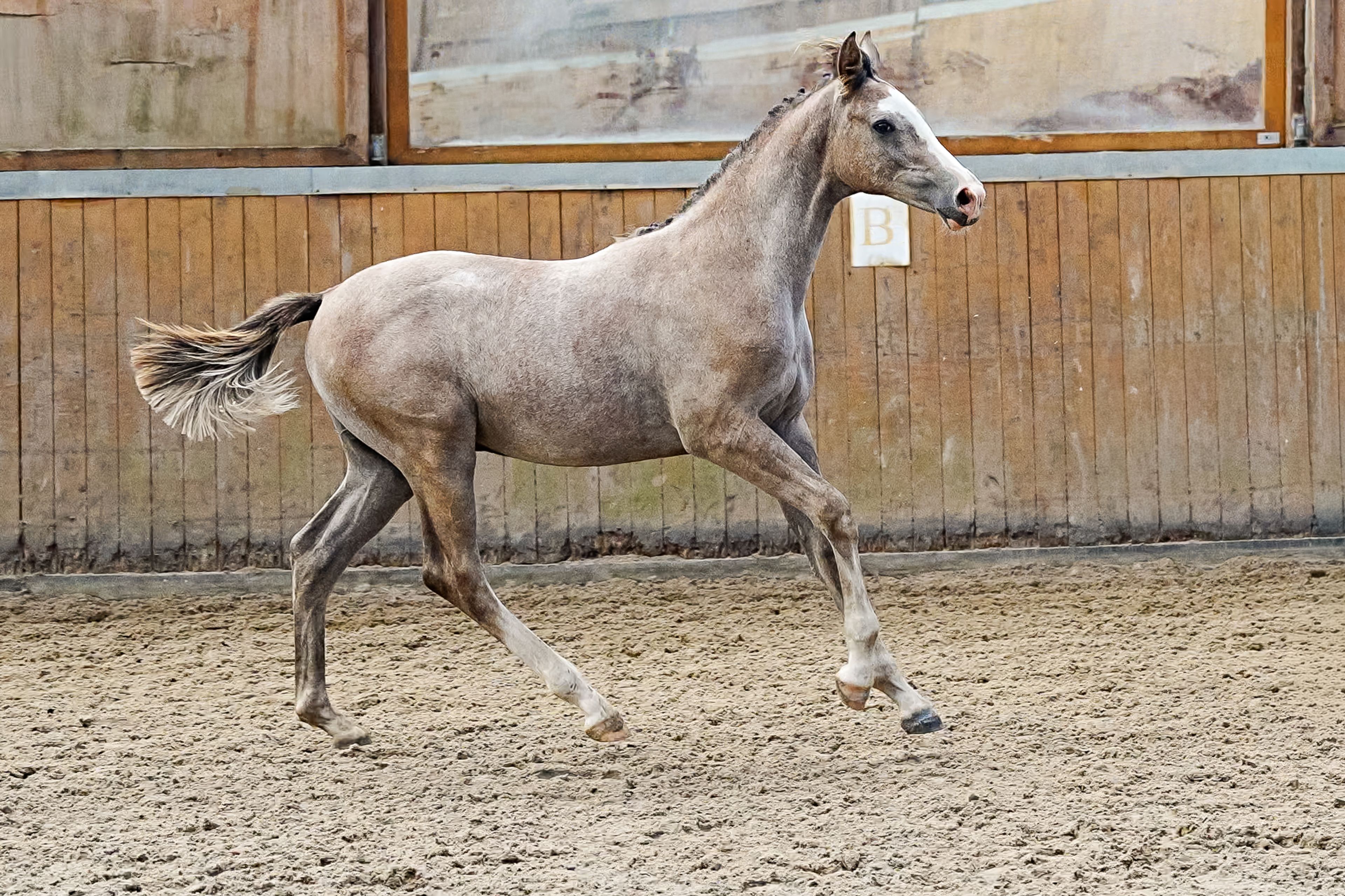 Diptyque Grey NJE (DORIAN GREY TN Z x CRISTO) - Image 9