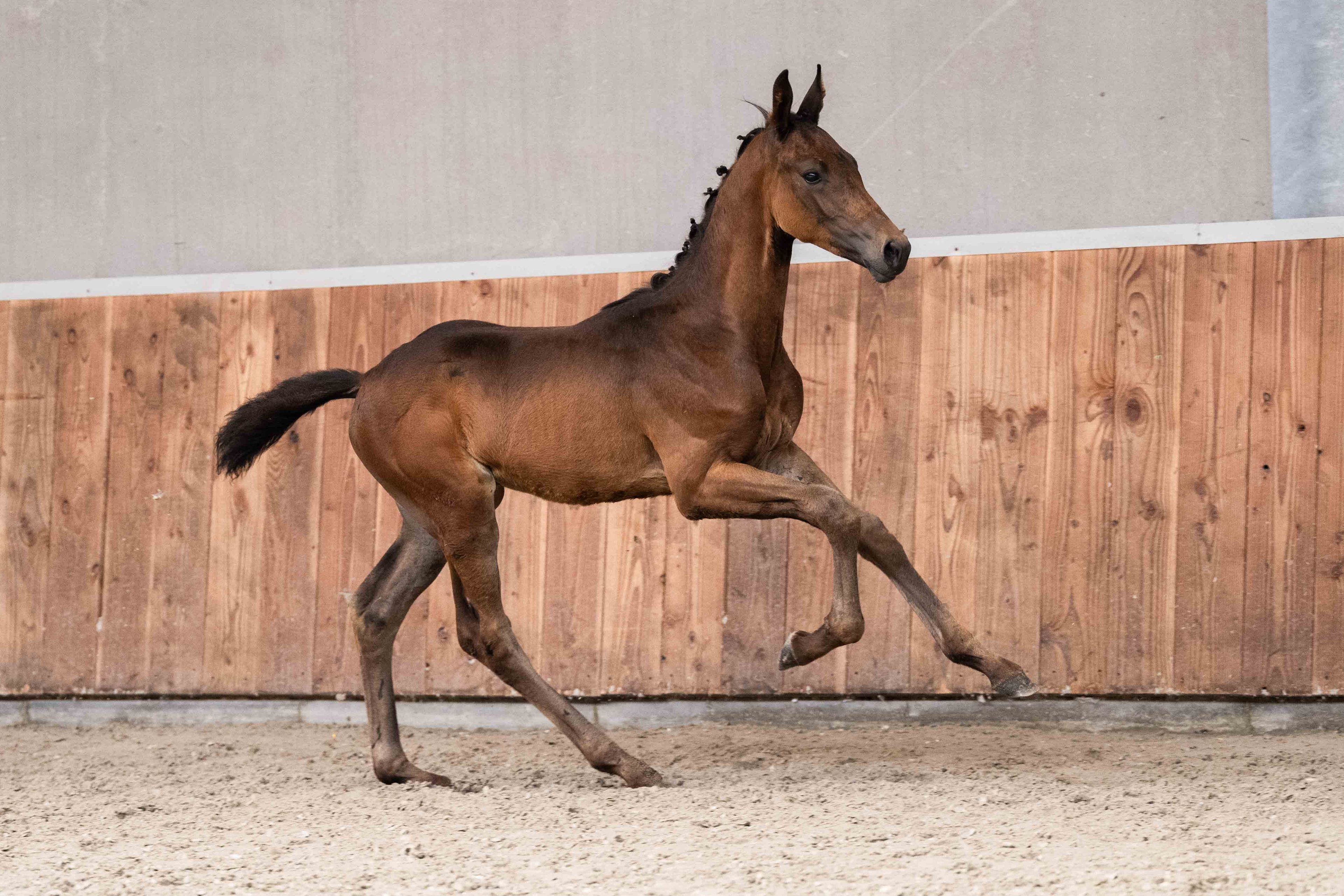 Winando (LANTANAS x CHARMEUR) - Image 1