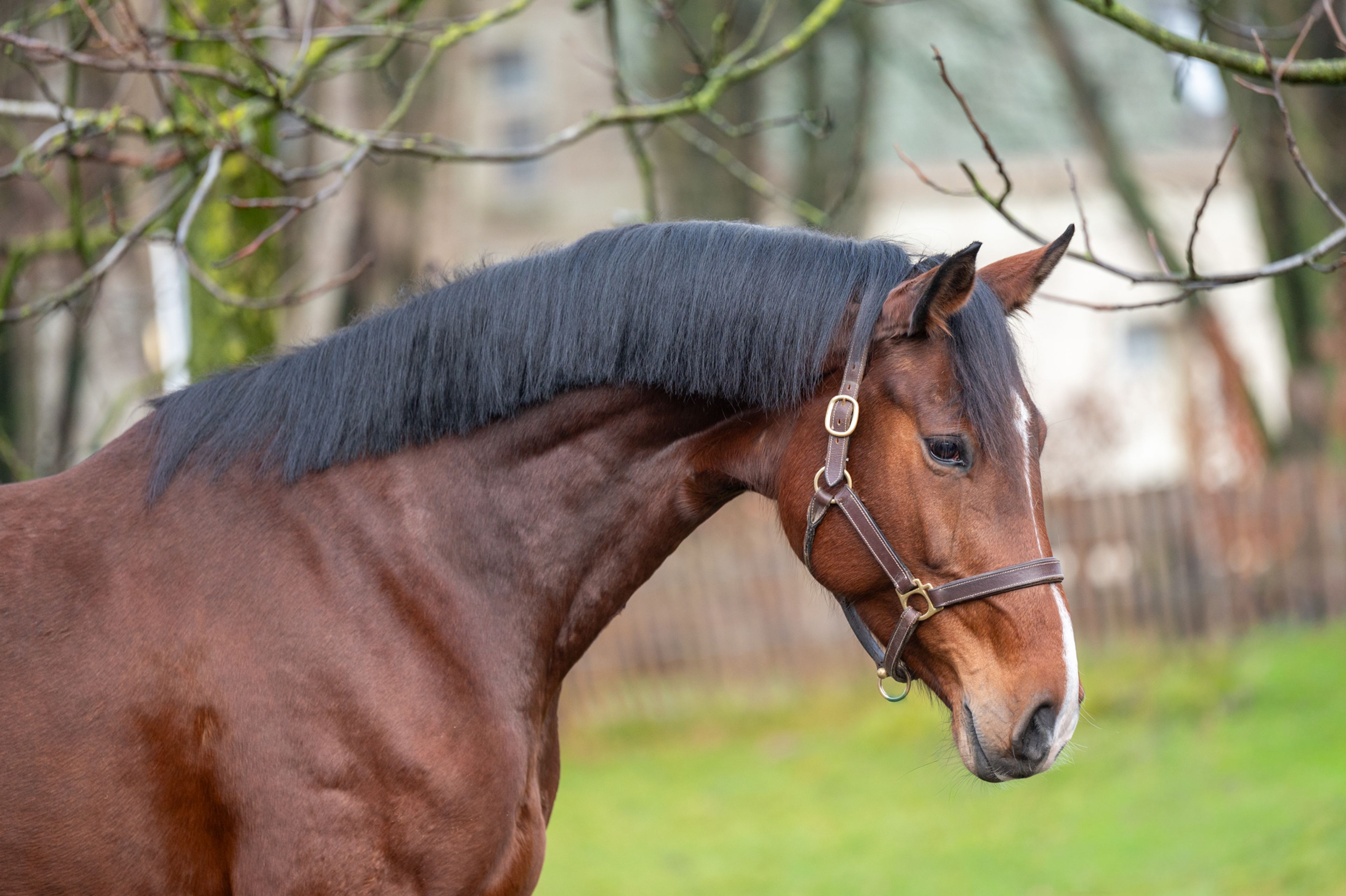 Minnesota ☆ (DINKEN  x CARETINO) - Image 1