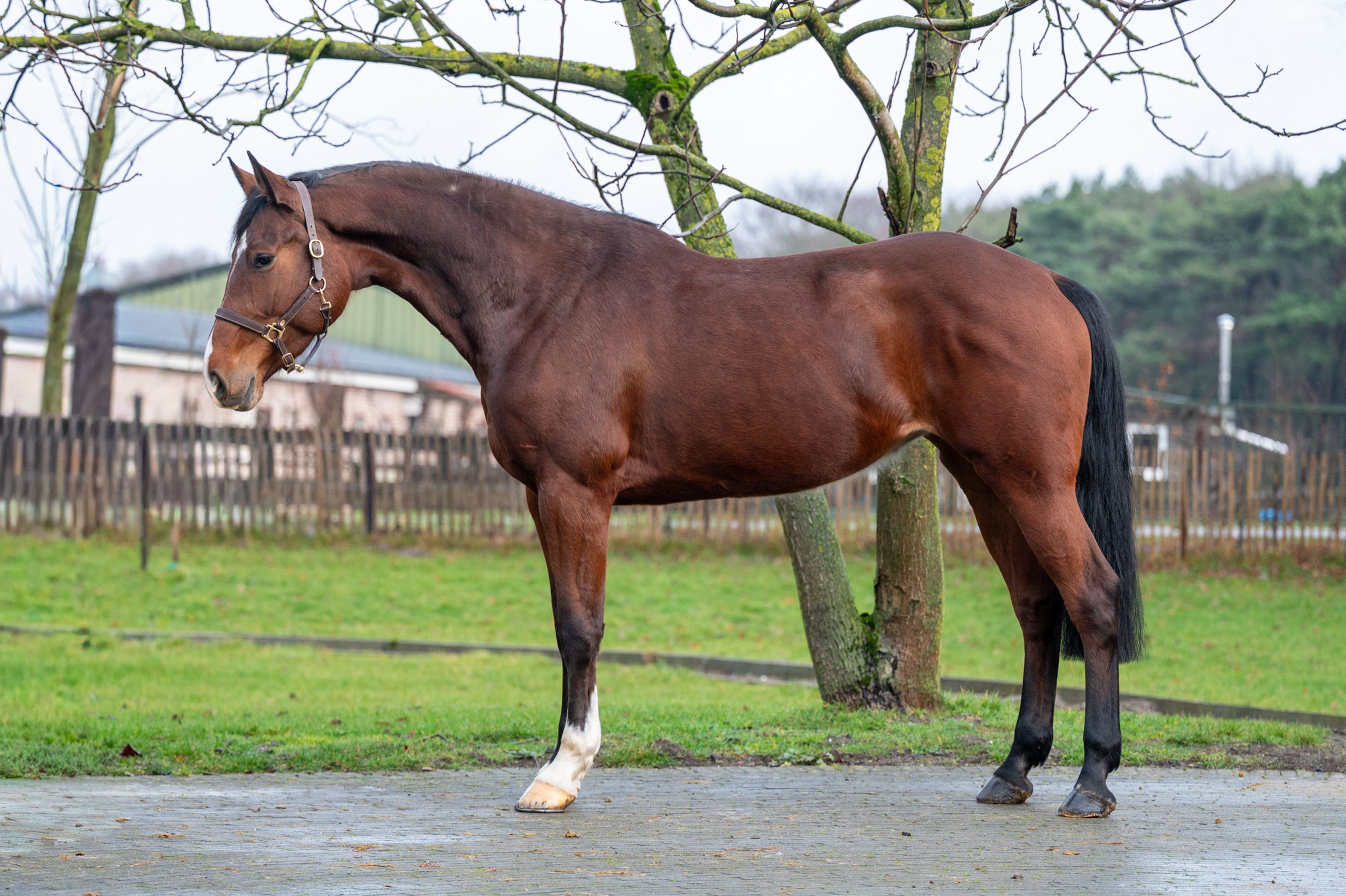 Minnesota ☆ (DINKEN  x CARETINO) - Image 2