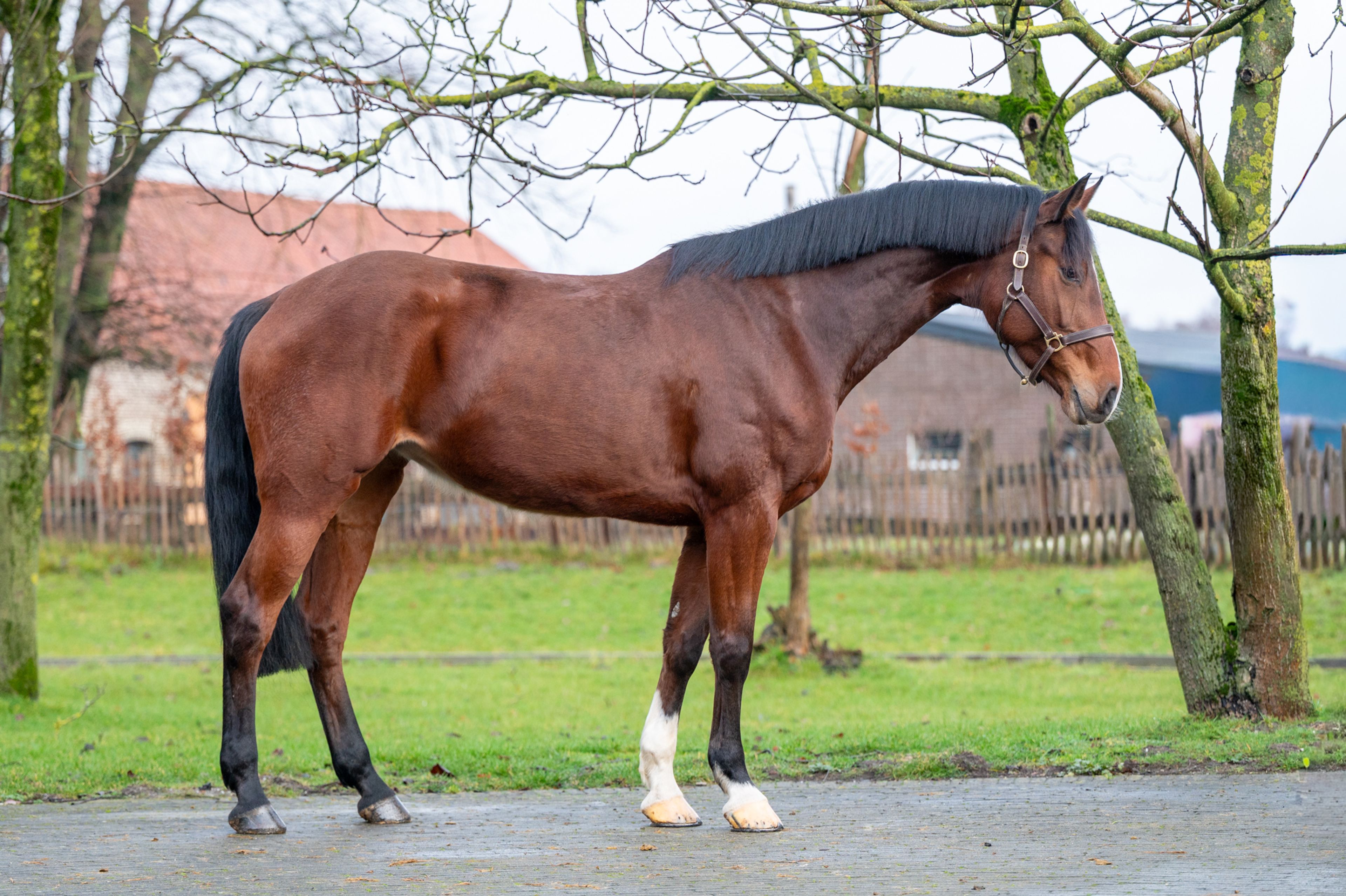 Minnesota ☆ (DINKEN  x CARETINO) - Image 4