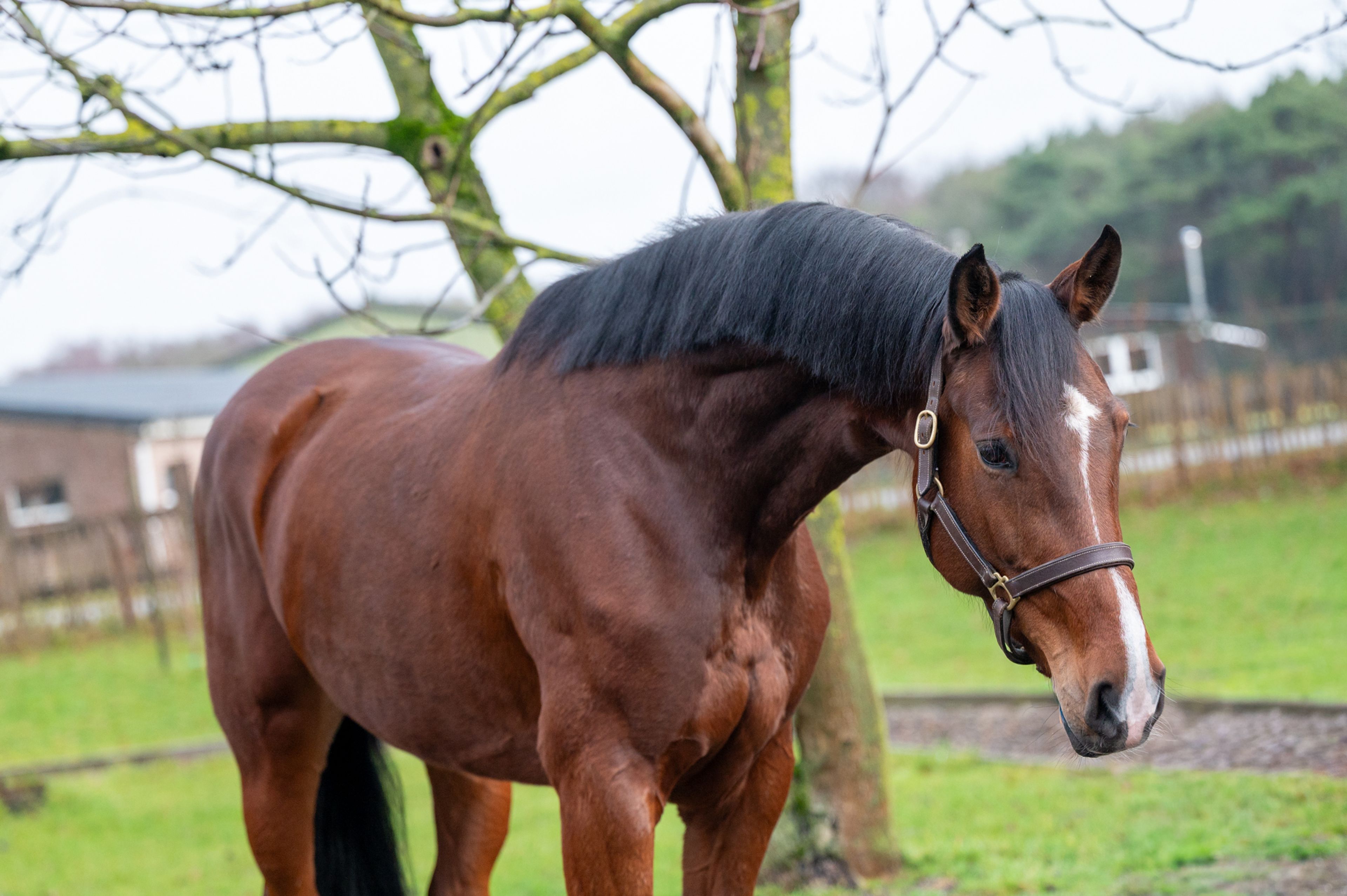 Minnesota ☆ (DINKEN  x CARETINO) - Image 5