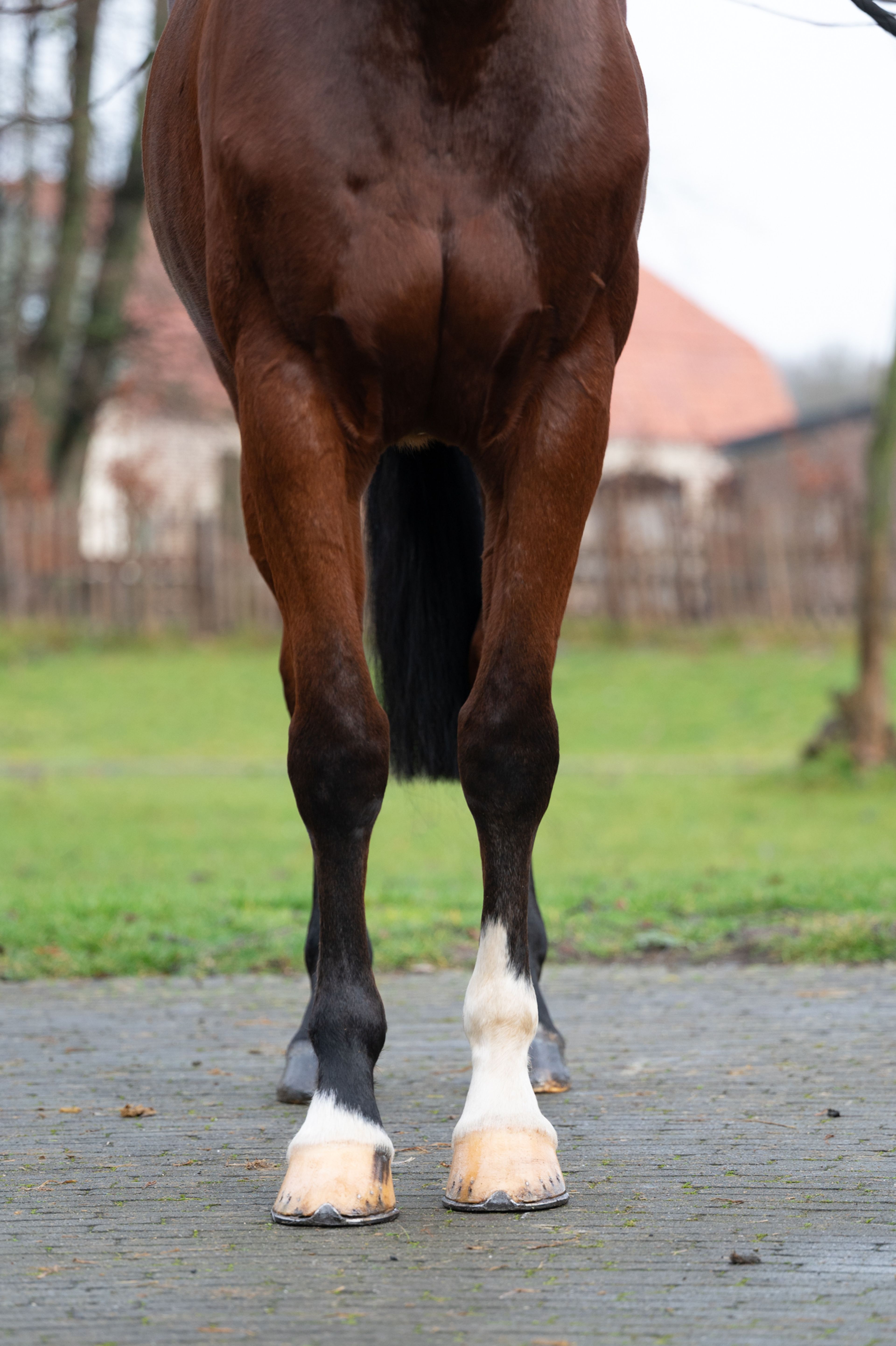 Minnesota ☆ (DINKEN  x CARETINO) - Image 6