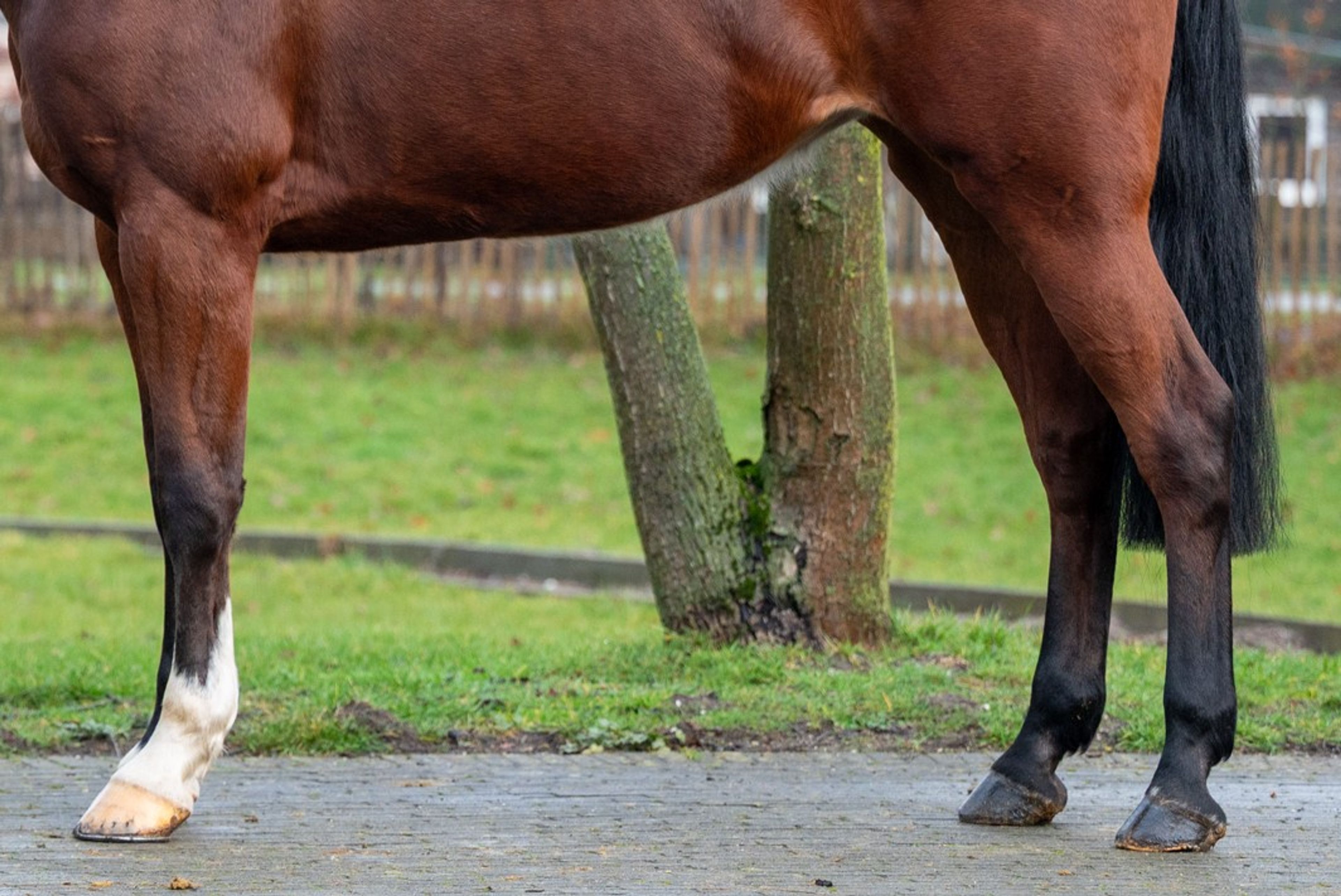 Minnesota ☆ (DINKEN  x CARETINO) - Image 7