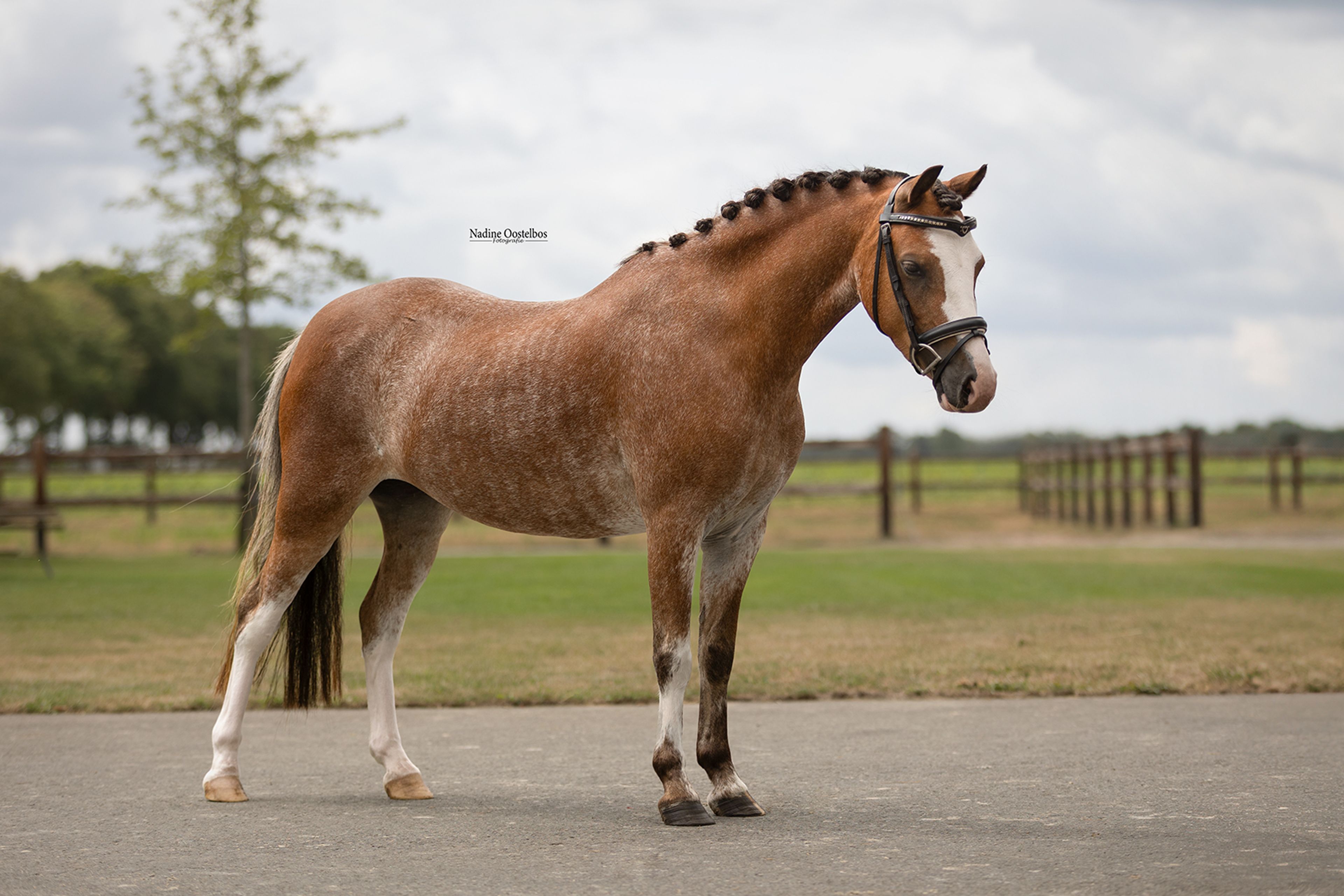 Noordhoeve's Makena - Image 9
