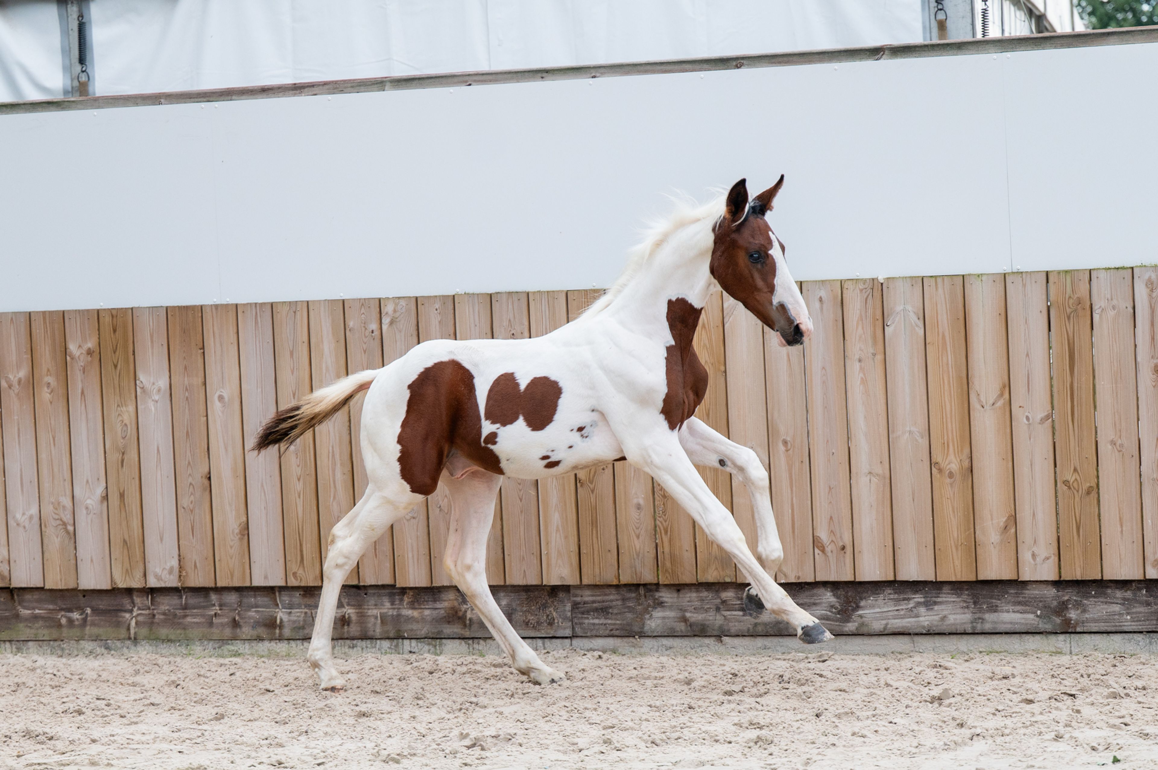 Frenchquebeau van Erpekom Z (Homozygous Tobiano) (FRENCH LOOK VAN ERPEKOM Z x QANTHAGO VAN'T HUKA) - Image 1