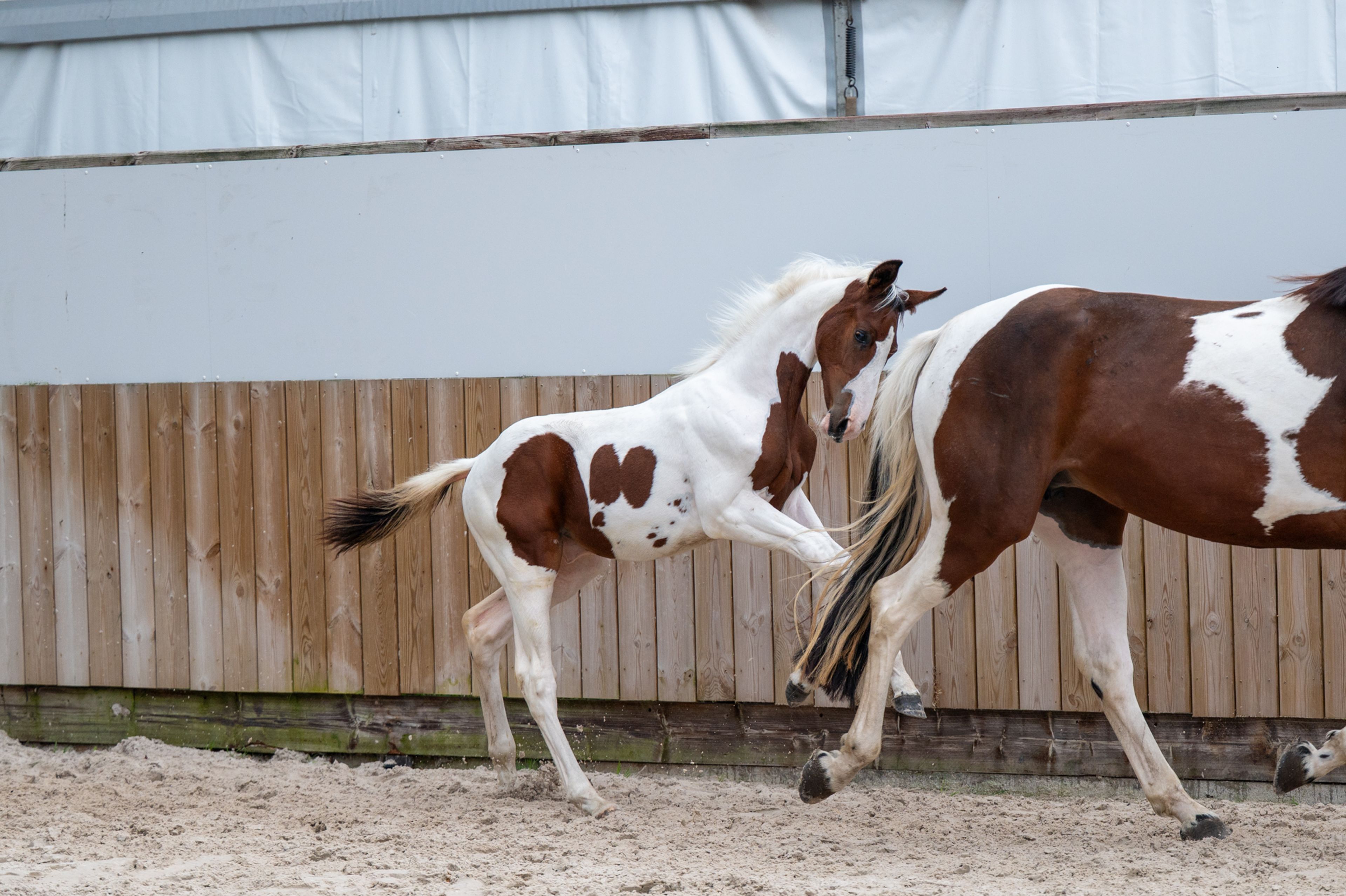 Frenchquebeau van Erpekom Z (Homozygous Tobiano) (FRENCH LOOK VAN ERPEKOM Z x QANTHAGO VAN'T HUKA) - Image 2