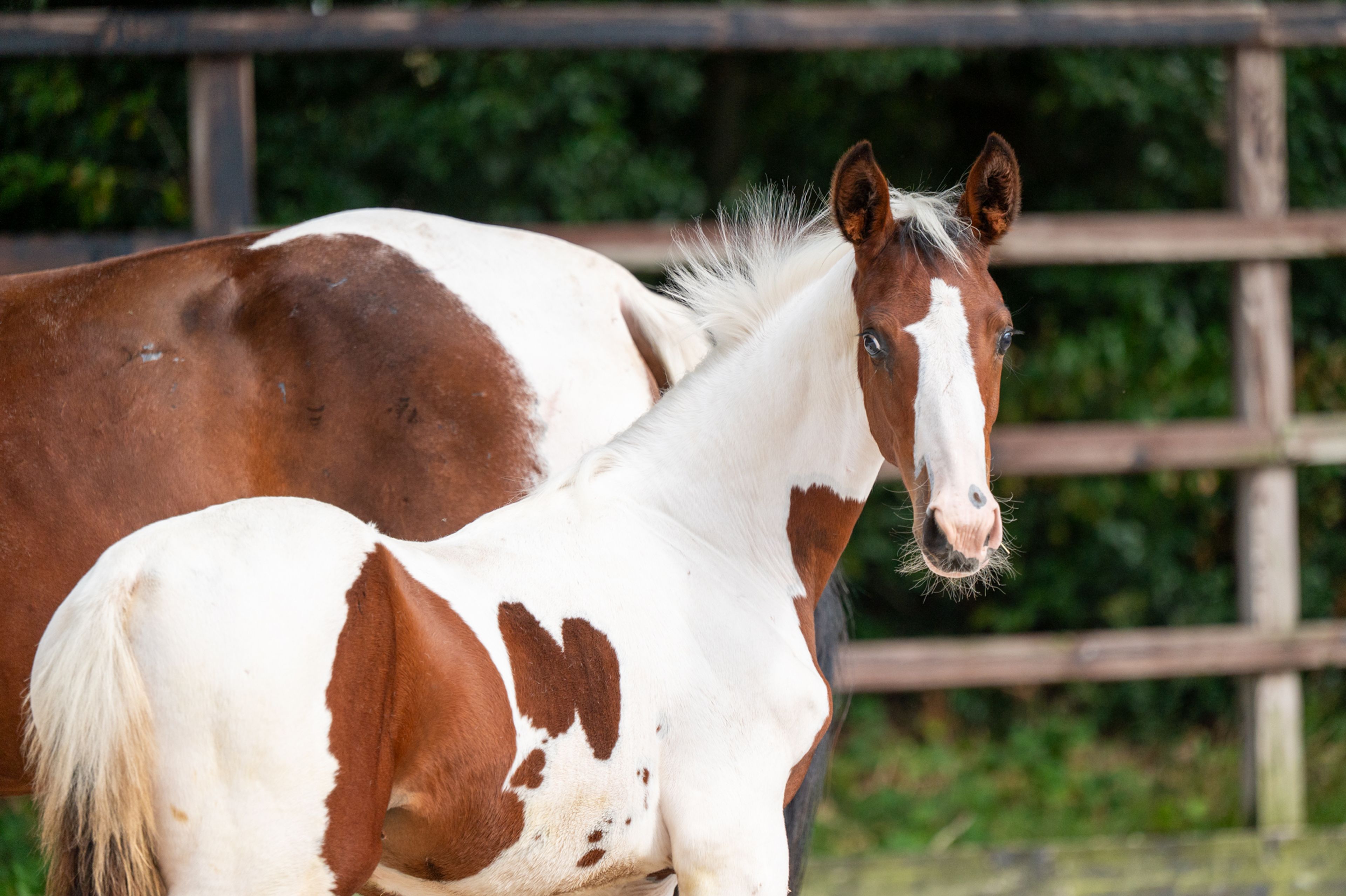 Frenchquebeau van Erpekom Z (Homozygous Tobiano) (FRENCH LOOK VAN ERPEKOM Z x QANTHAGO VAN'T HUKA) - Image 3