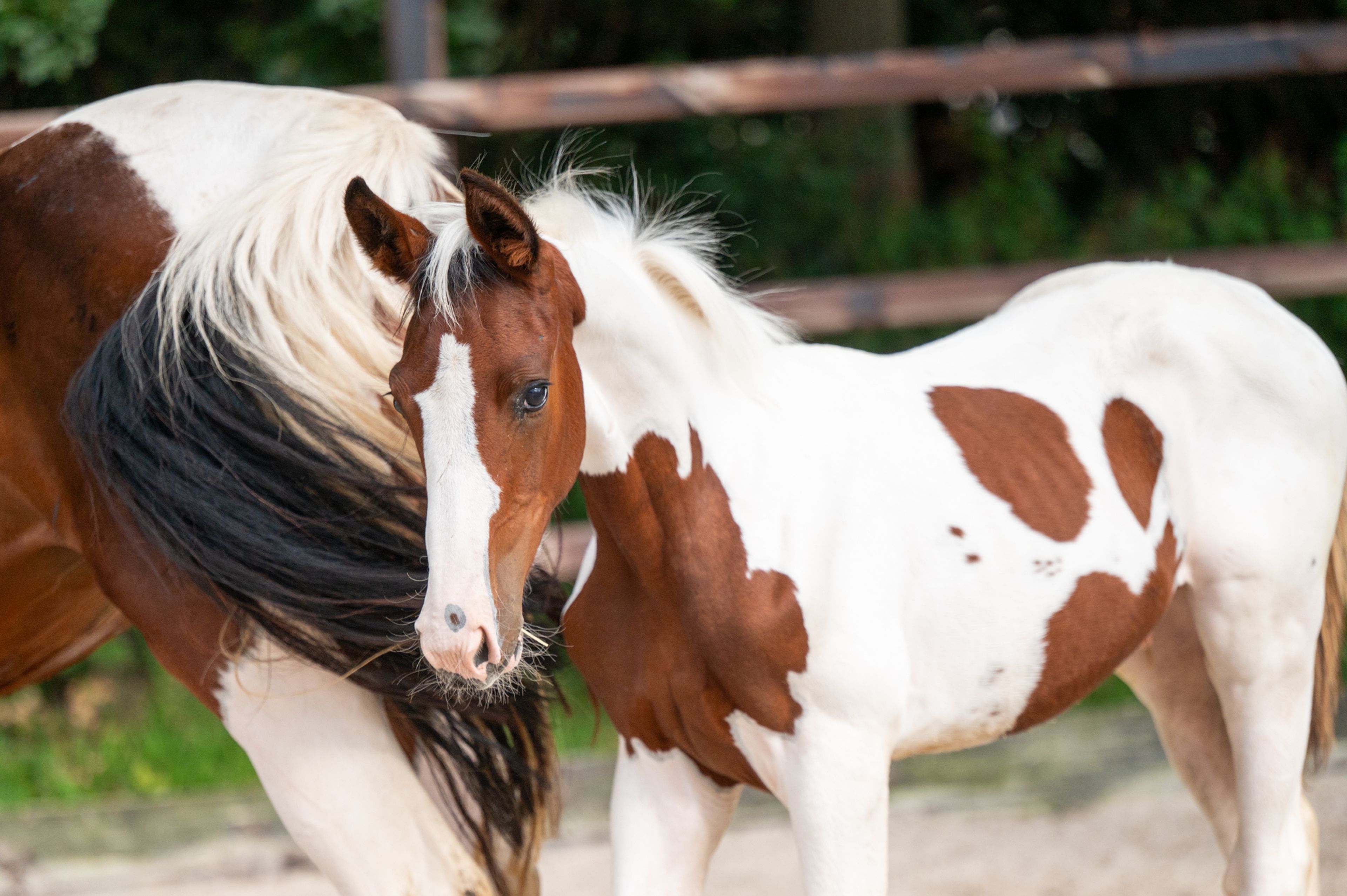 Frenchquebeau van Erpekom Z (Homozygous Tobiano) (FRENCH LOOK VAN ERPEKOM Z x QANTHAGO VAN'T HUKA) - Image 4