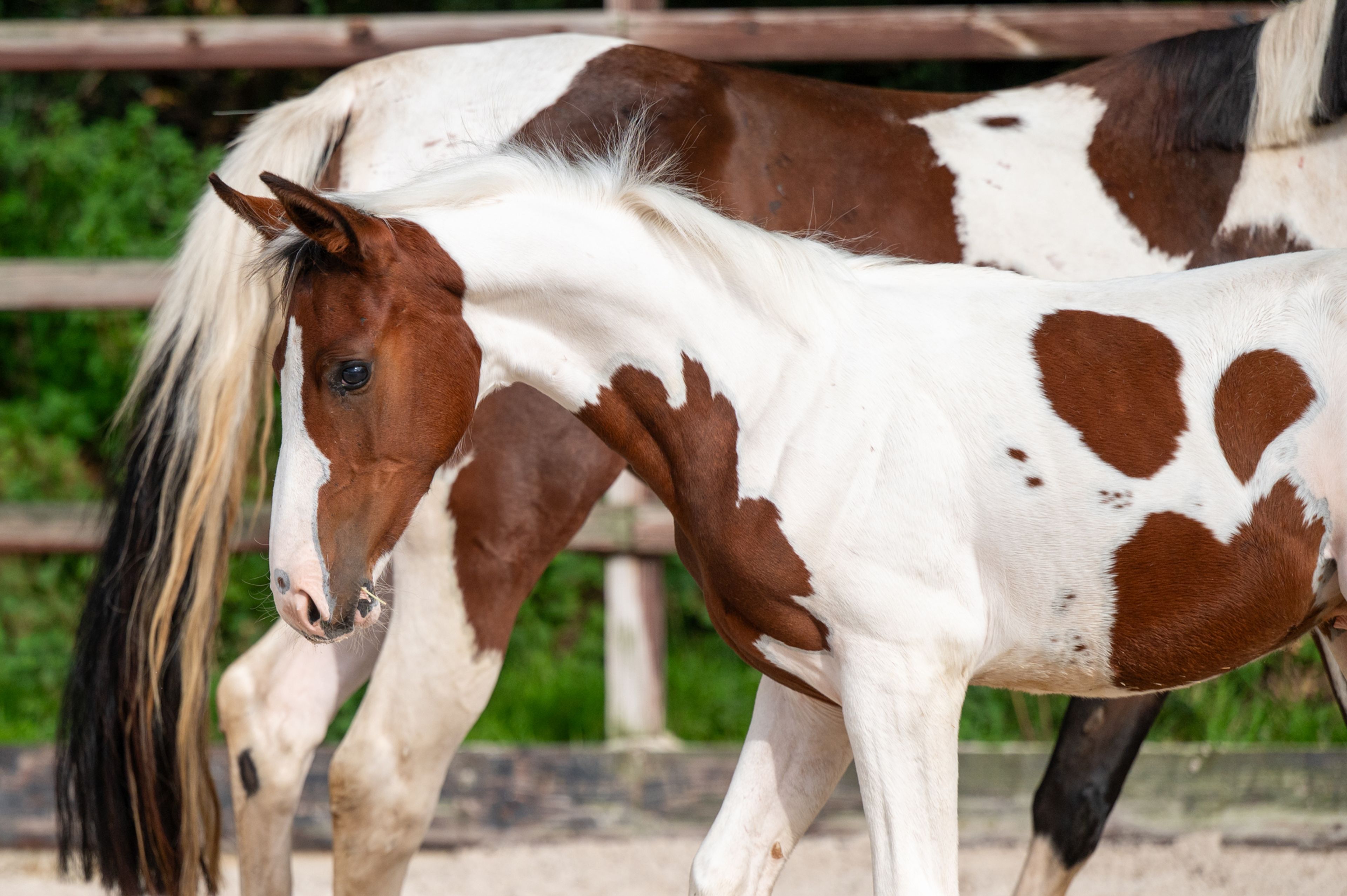 Frenchquebeau van Erpekom Z (Homozygous Tobiano) (FRENCH LOOK VAN ERPEKOM Z x QANTHAGO VAN'T HUKA) - Image 5