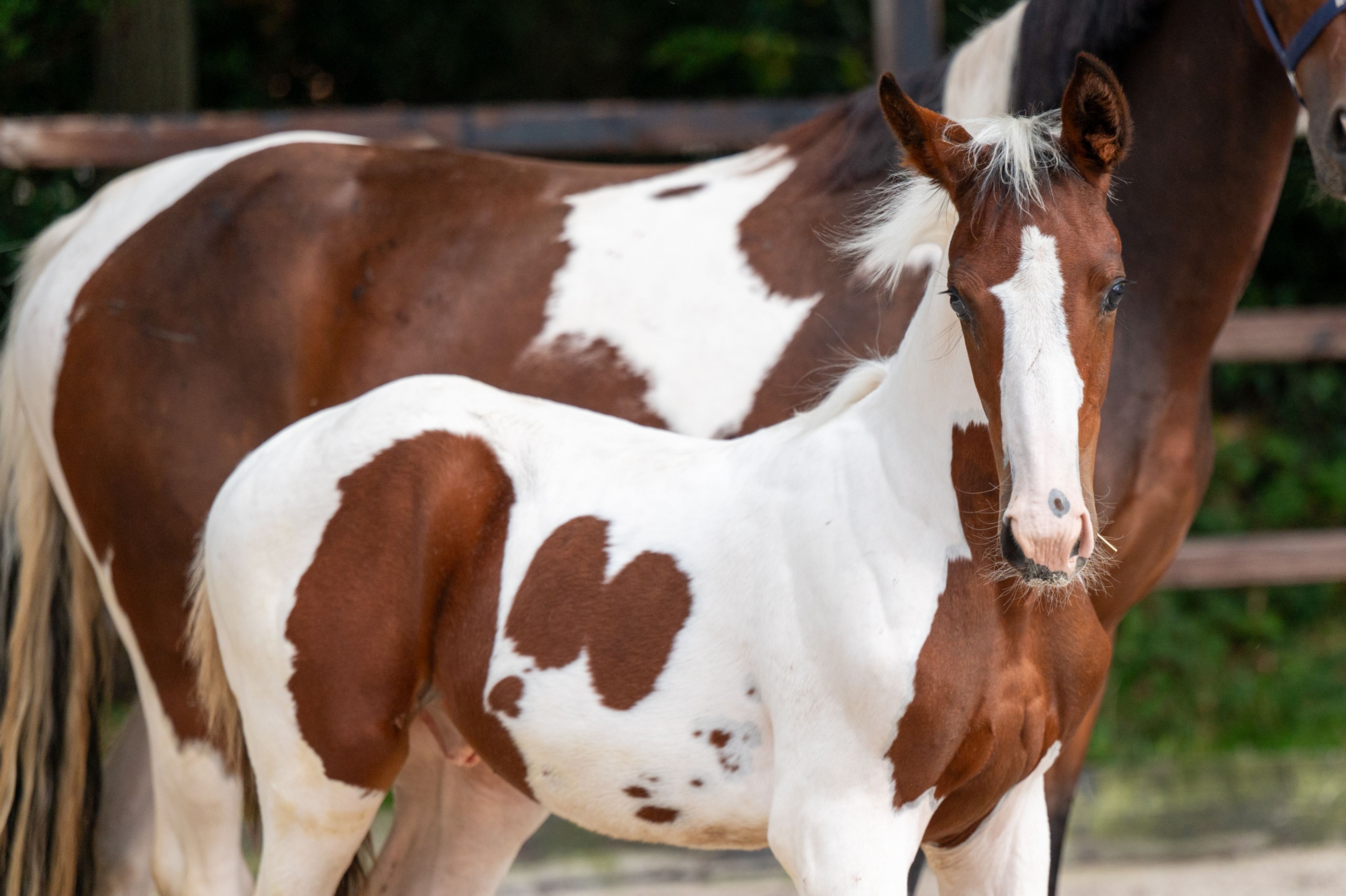 Frenchquebeau van Erpekom Z (Homozygous Tobiano) (FRENCH LOOK VAN ERPEKOM Z x QANTHAGO VAN'T HUKA) - Image 6