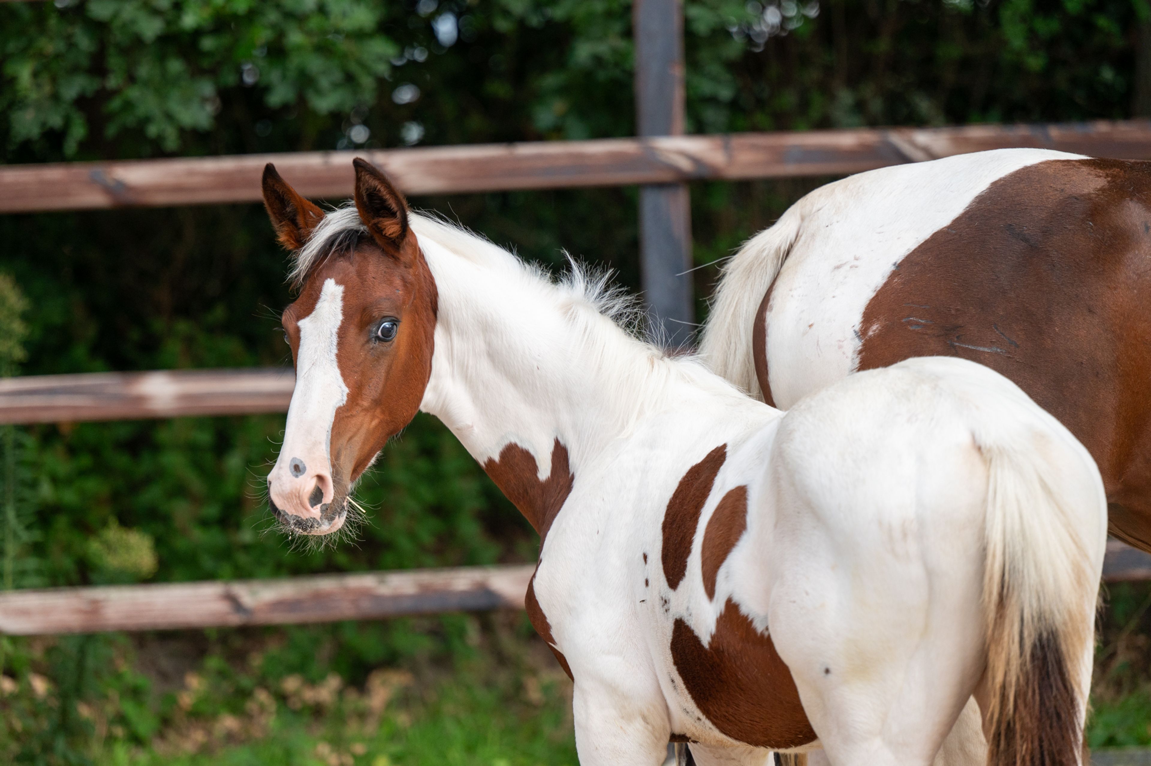 Frenchquebeau van Erpekom Z (Homozygous Tobiano) (FRENCH LOOK VAN ERPEKOM Z x QANTHAGO VAN'T HUKA) - Image 7