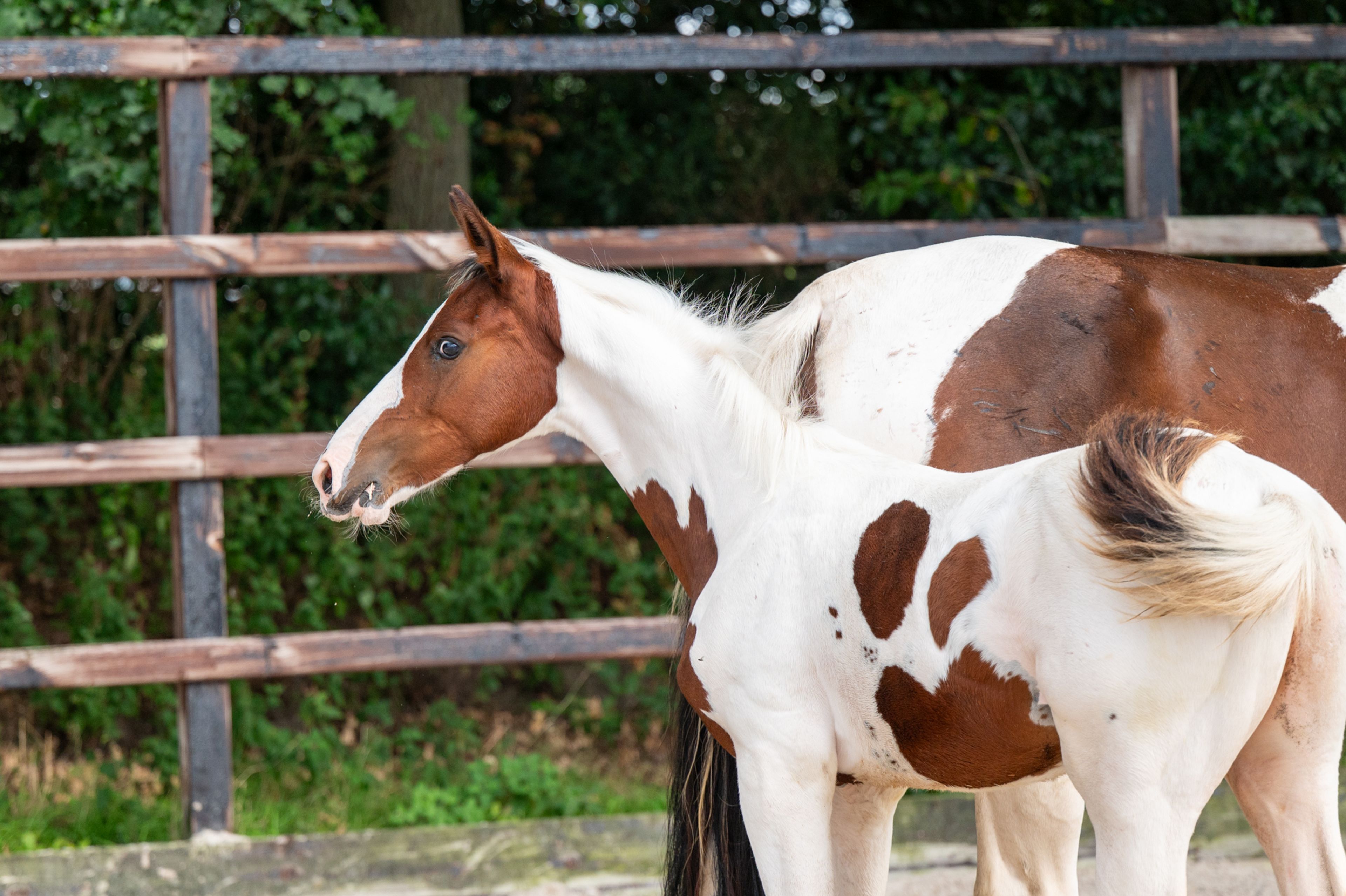 Frenchquebeau van Erpekom Z (Homozygous Tobiano) (FRENCH LOOK VAN ERPEKOM Z x QANTHAGO VAN'T HUKA) - Image 8