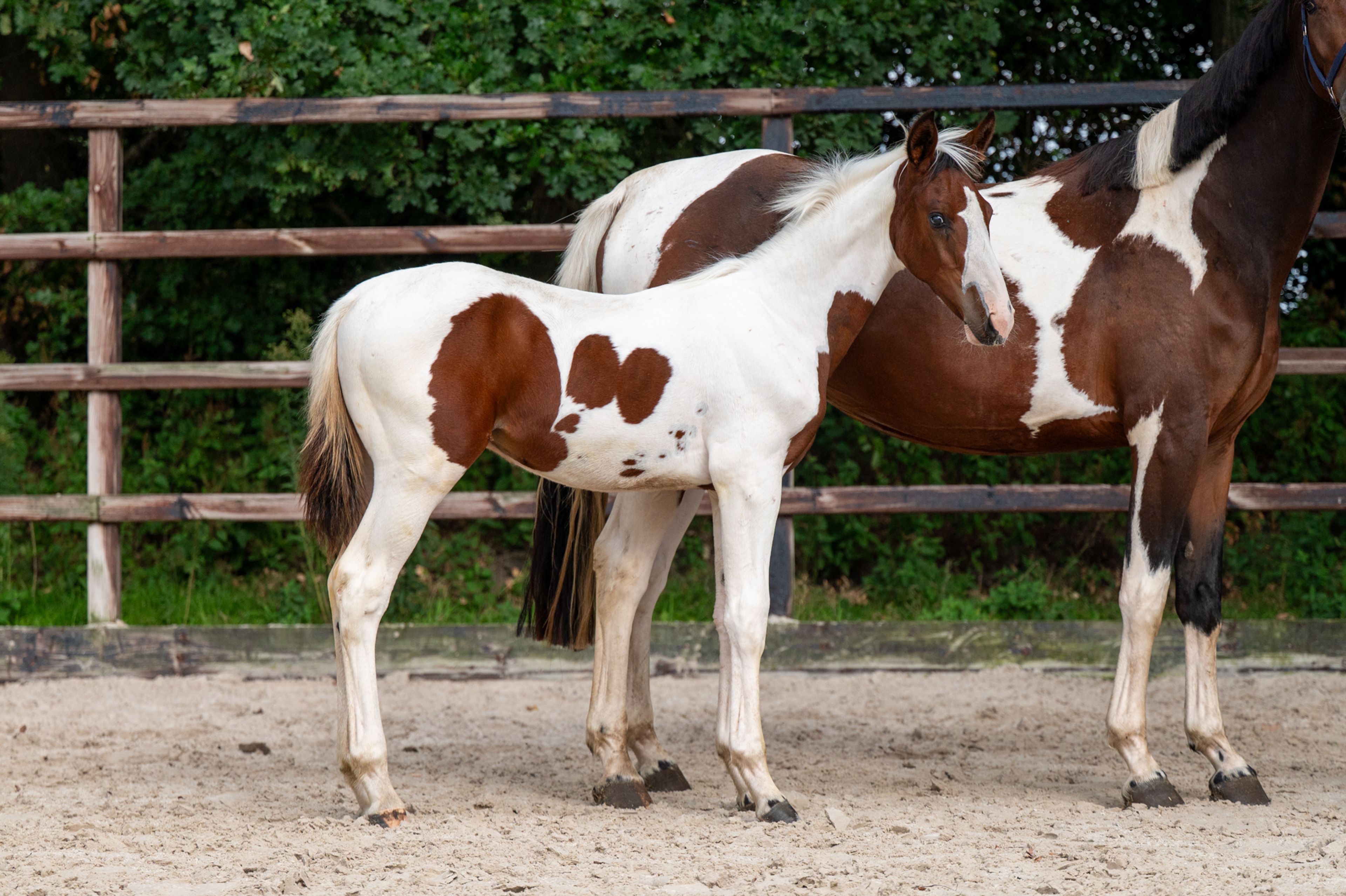Frenchquebeau van Erpekom Z (Homozygous Tobiano) (FRENCH LOOK VAN ERPEKOM Z x QANTHAGO VAN'T HUKA) - Image 9
