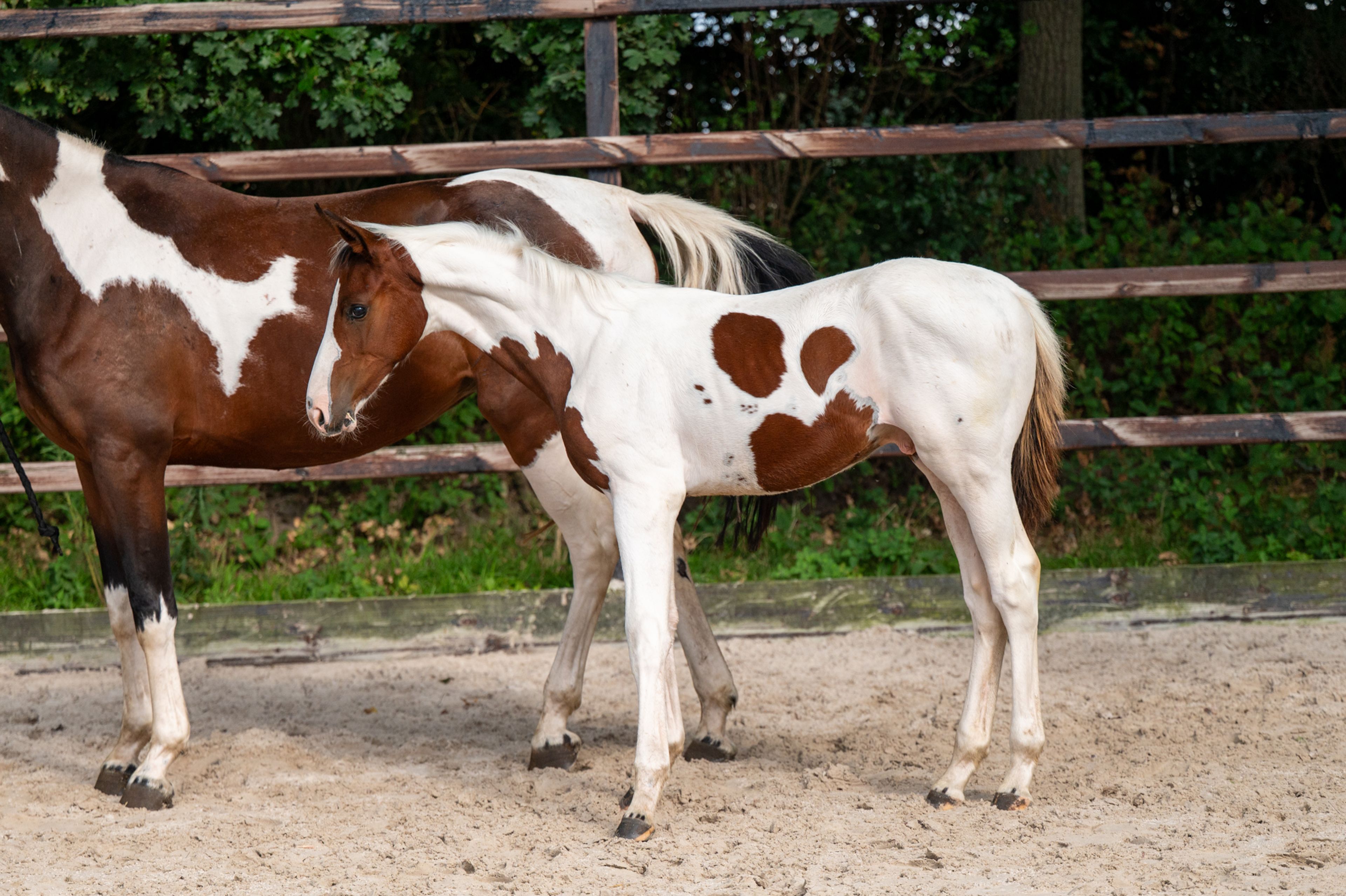 Frenchquebeau van Erpekom Z (Homozygous Tobiano) (FRENCH LOOK VAN ERPEKOM Z x QANTHAGO VAN'T HUKA) - Image 10