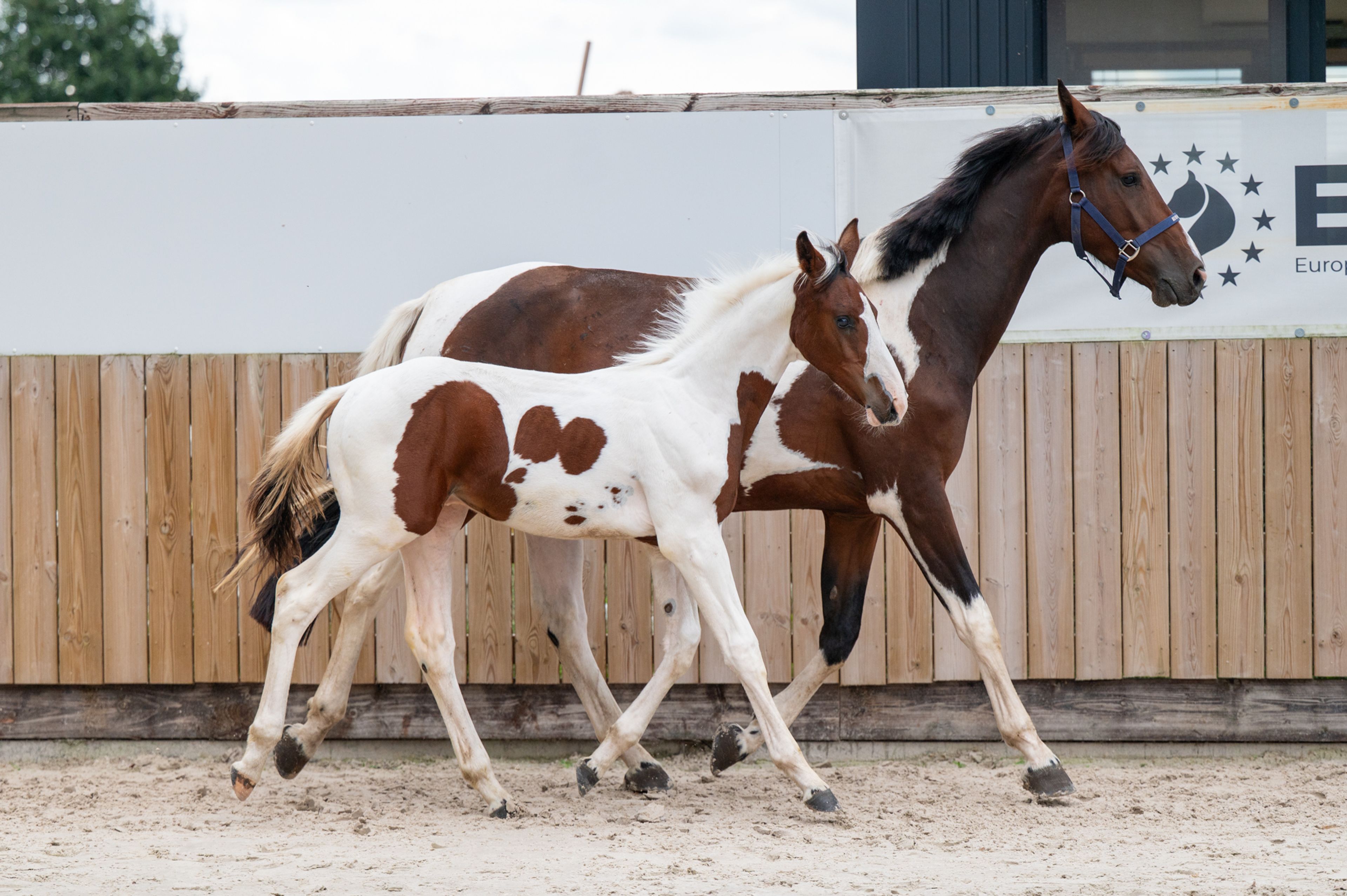 Frenchquebeau van Erpekom Z (Homozygous Tobiano) (FRENCH LOOK VAN ERPEKOM Z x QANTHAGO VAN'T HUKA) - Image 11