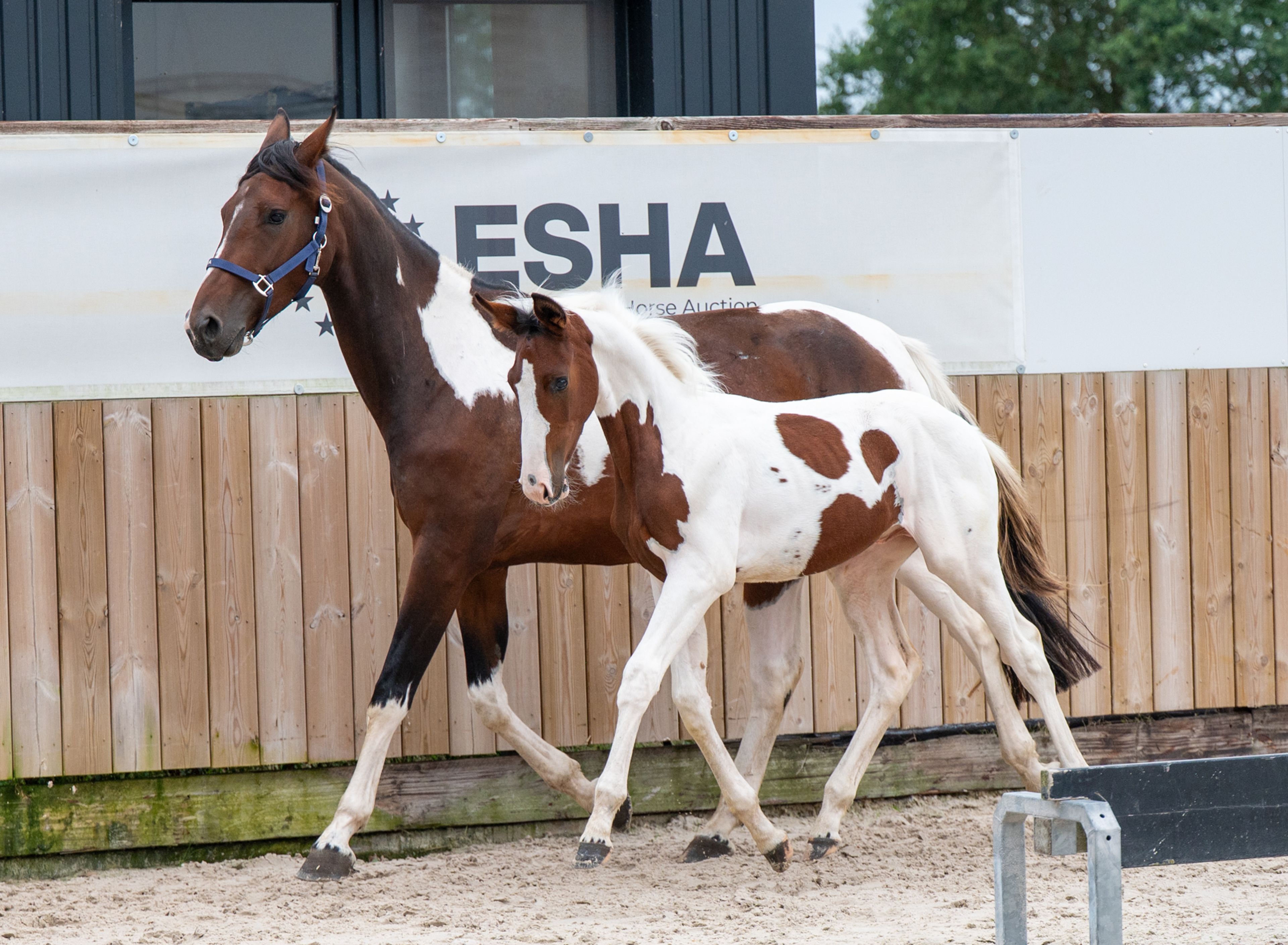 Frenchquebeau van Erpekom Z (Homozygous Tobiano) (FRENCH LOOK VAN ERPEKOM Z x QANTHAGO VAN'T HUKA) - Image 12