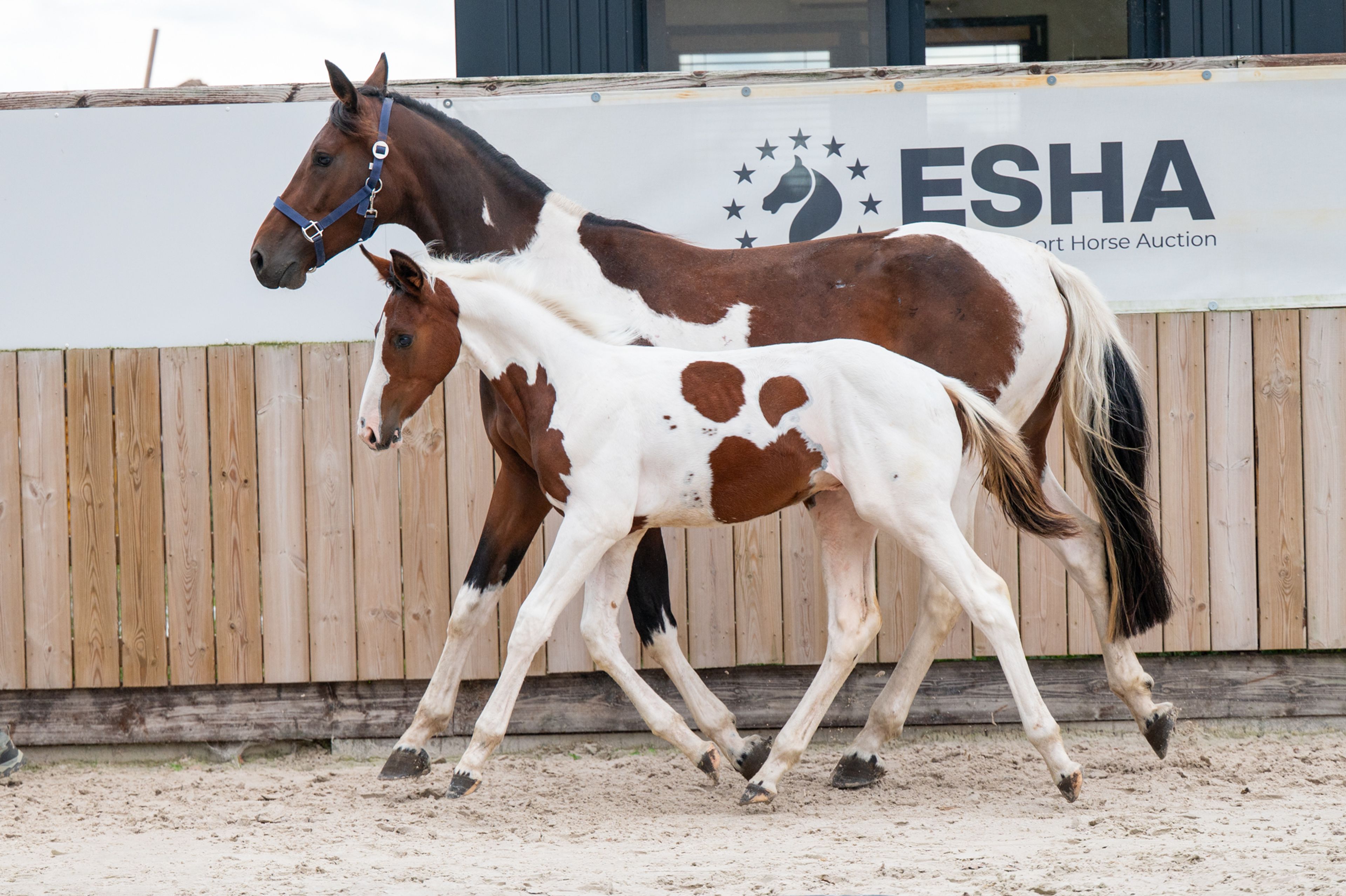 Frenchquebeau van Erpekom Z (Homozygous Tobiano) (FRENCH LOOK VAN ERPEKOM Z x QANTHAGO VAN'T HUKA) - Image 13
